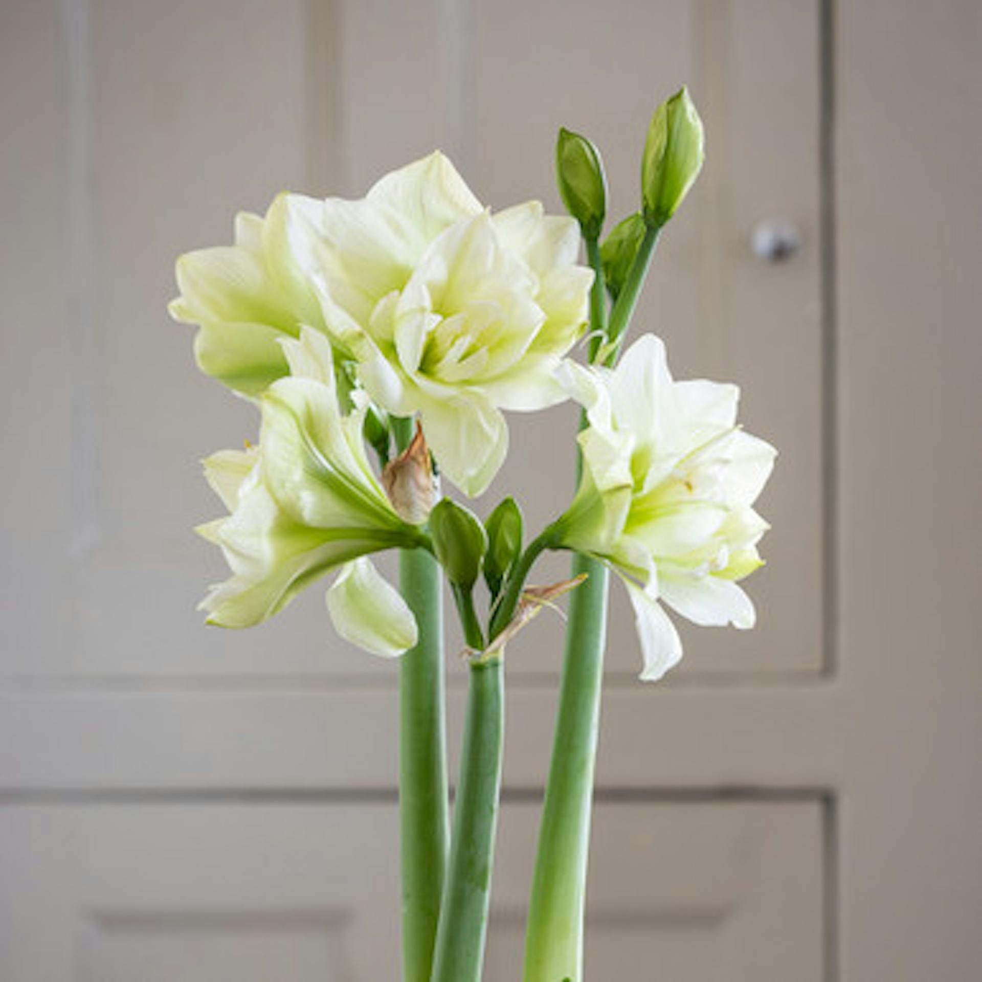 Amaryllis 'Marilyn'