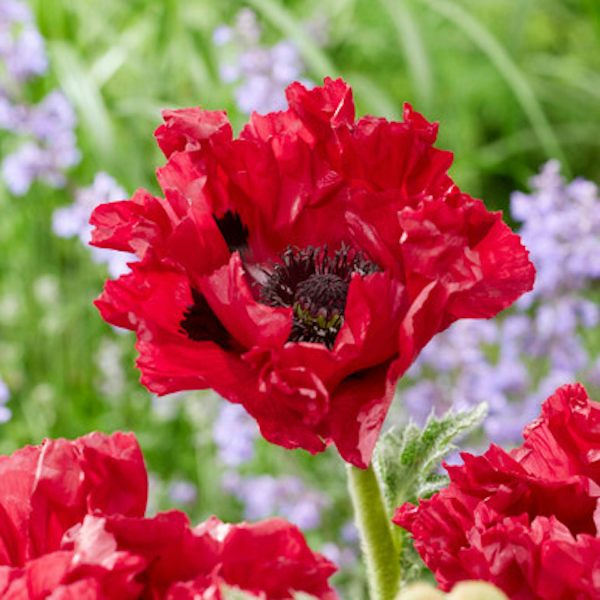 Papaver orientale 'Red Rumble'