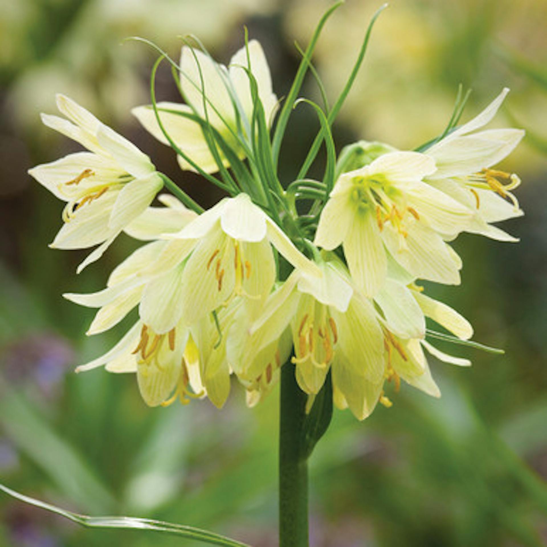 Fritillaria raddeana