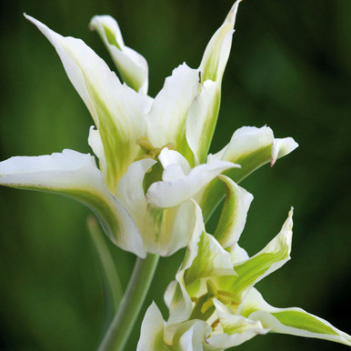 Tulip 'Green Star'
