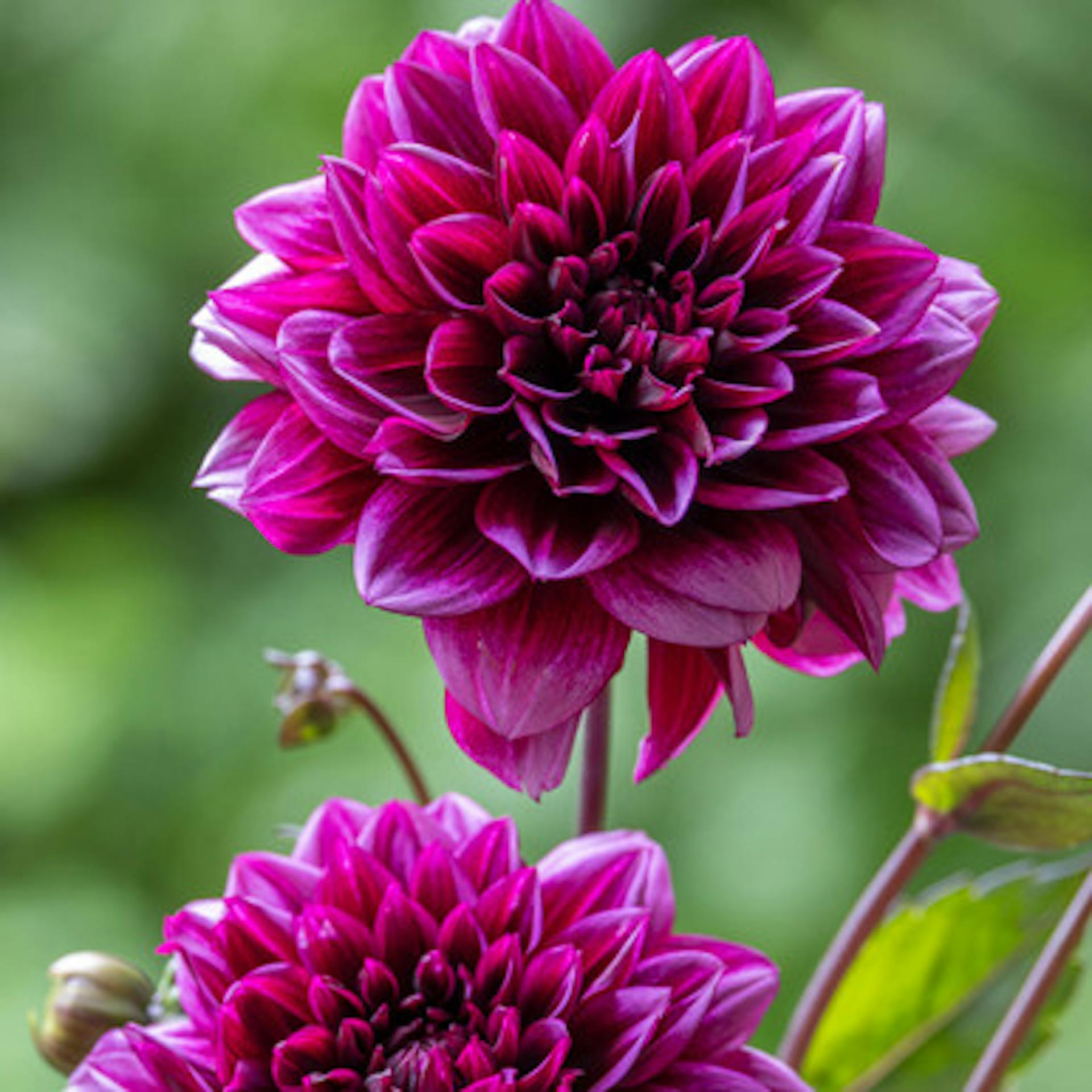 Dahlia 'Davina Michelle'
