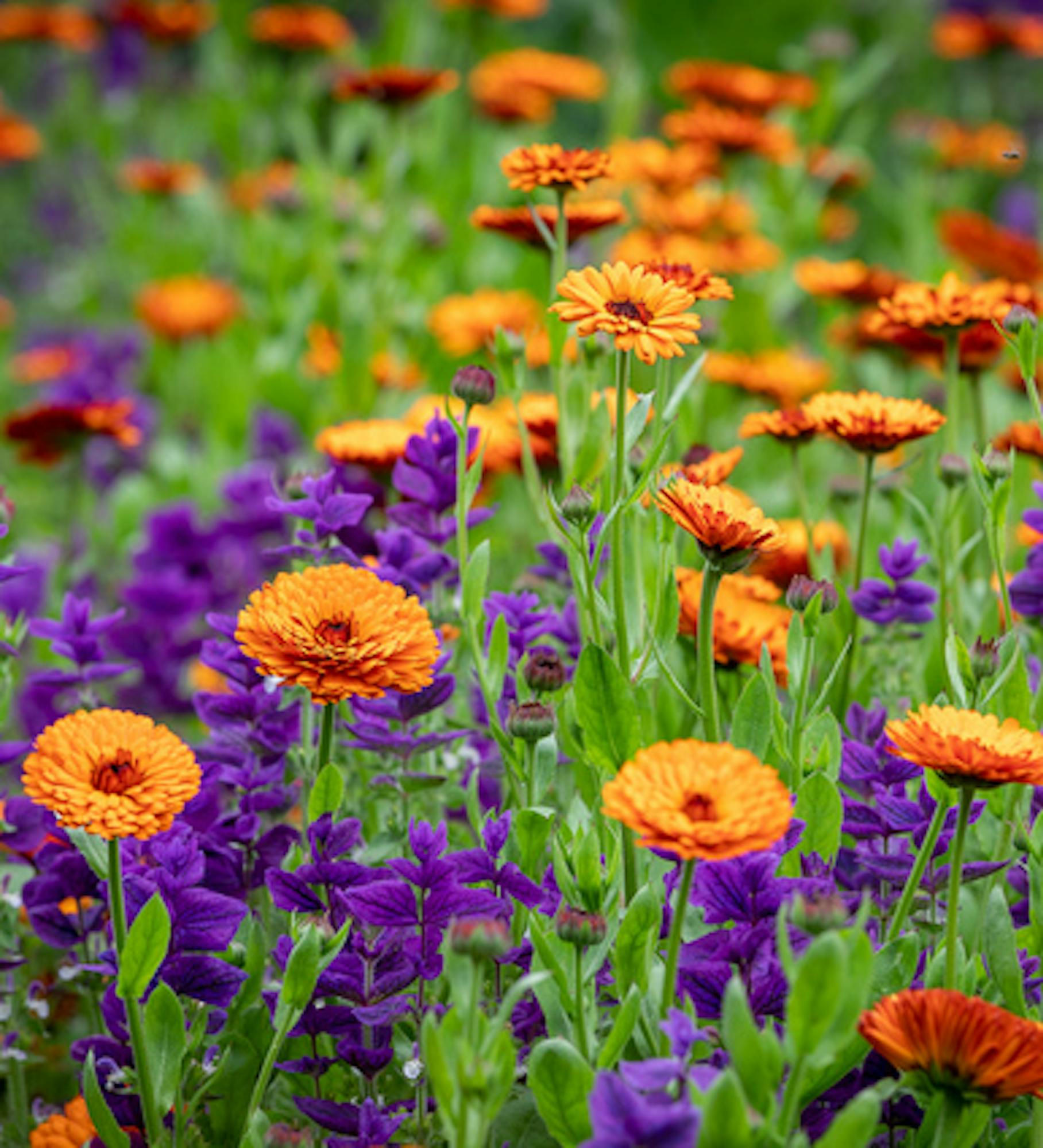 Salvia and Calendula Collection