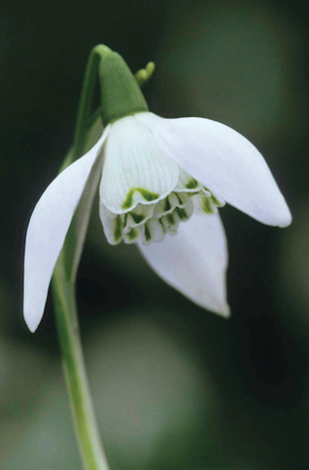 Galanthus nivalis 'Flore Pleno'