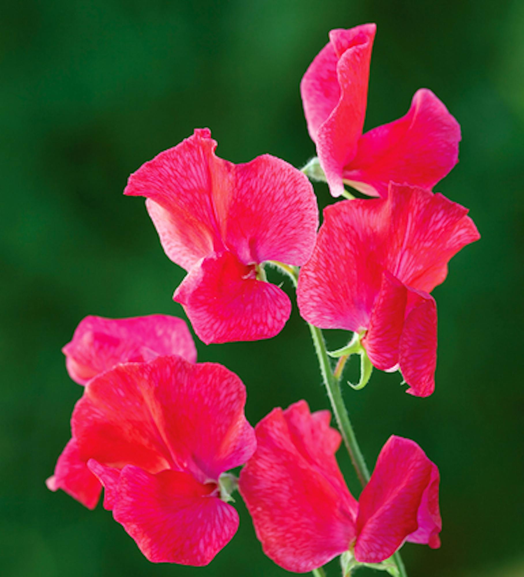 Sweet Pea 'Barry Dare'