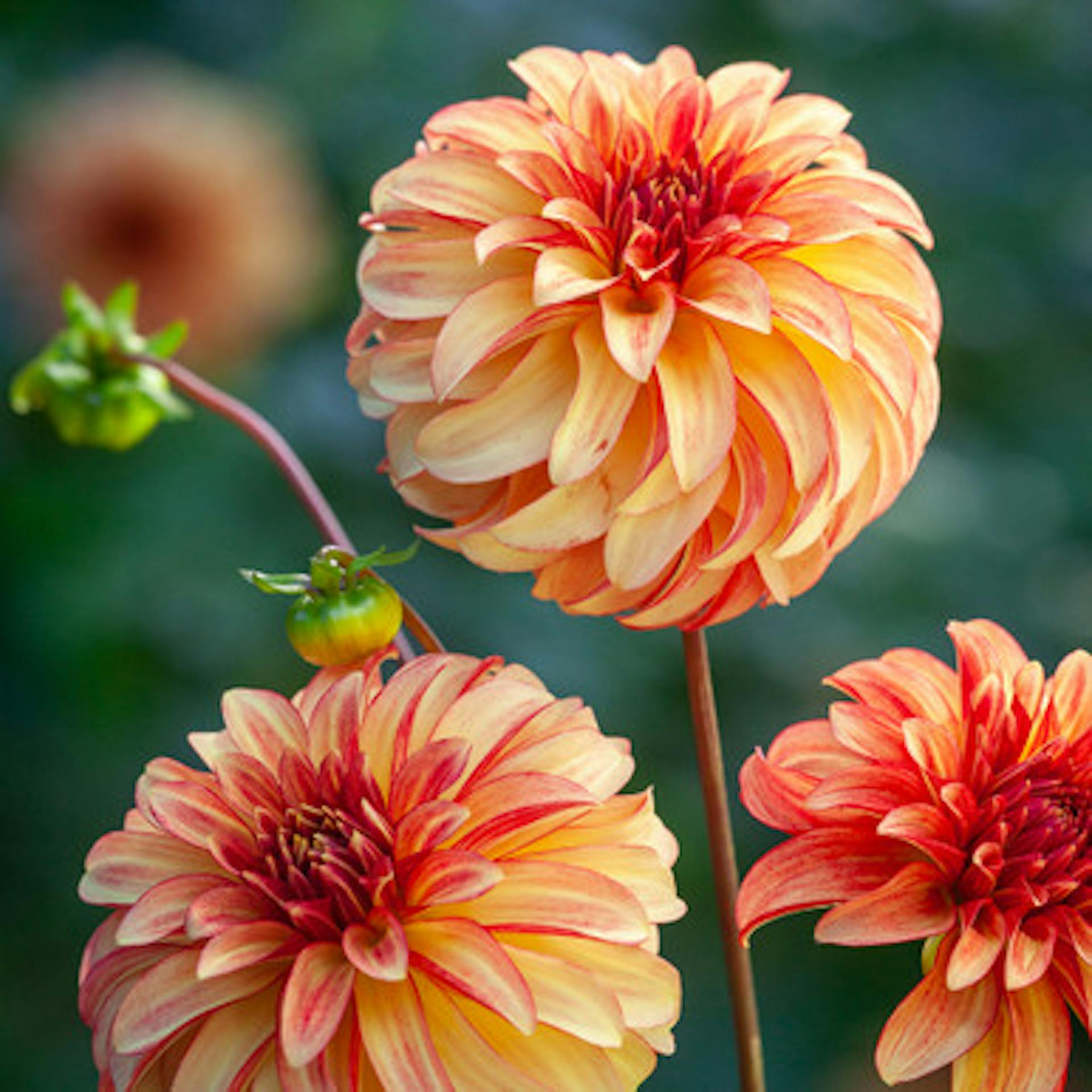 Dahlia 'Irish Pinwheel'