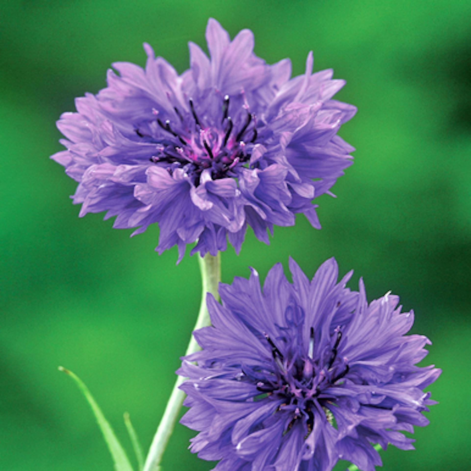Centaurea cyanus 'Blue Boy'