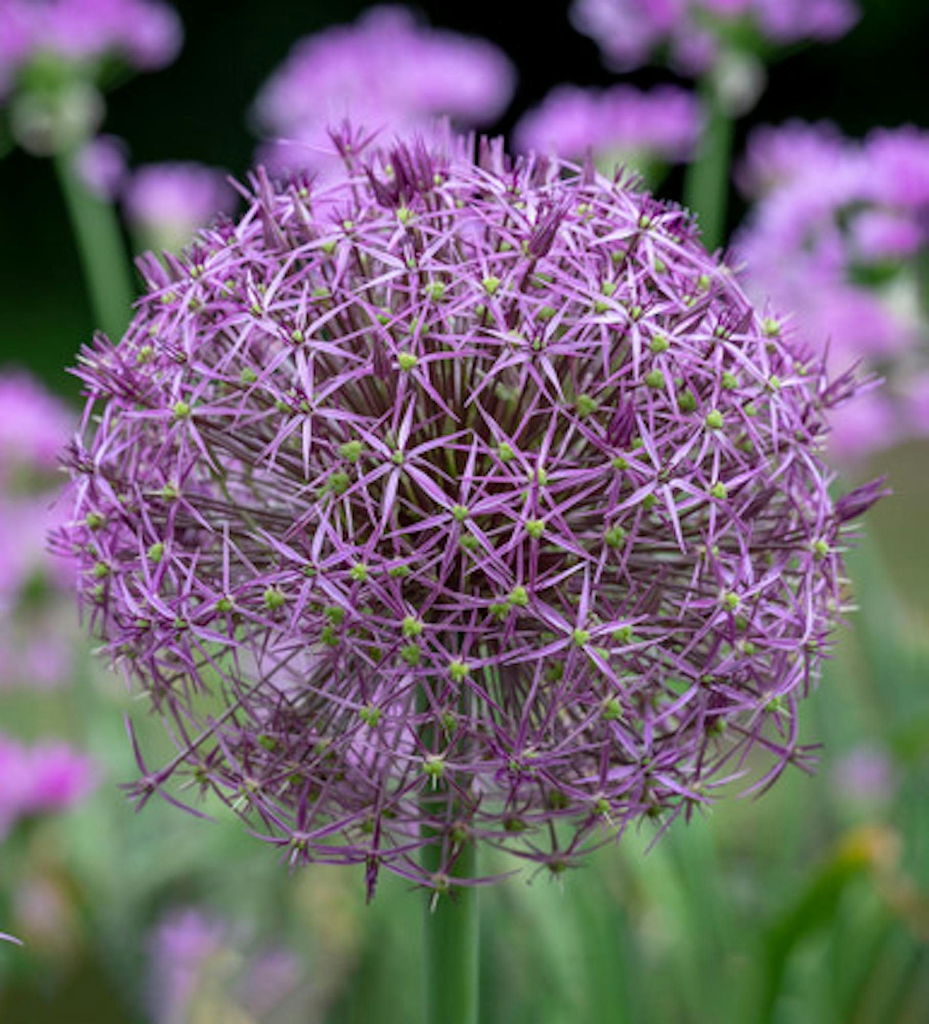 Allium cristophii