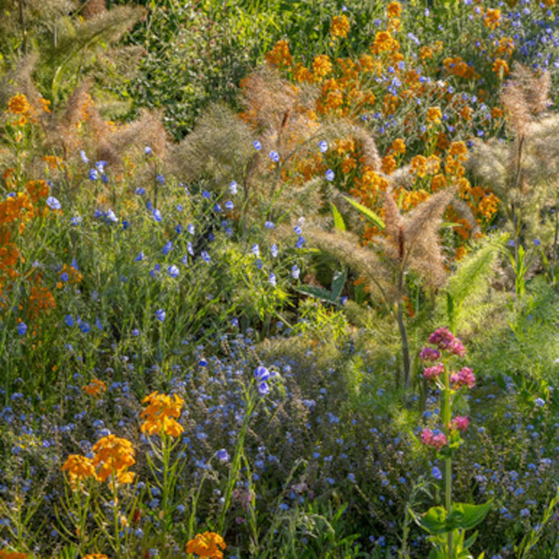 Bronze Fennel (Foeniculum vulgare ‘Purpureum’)
