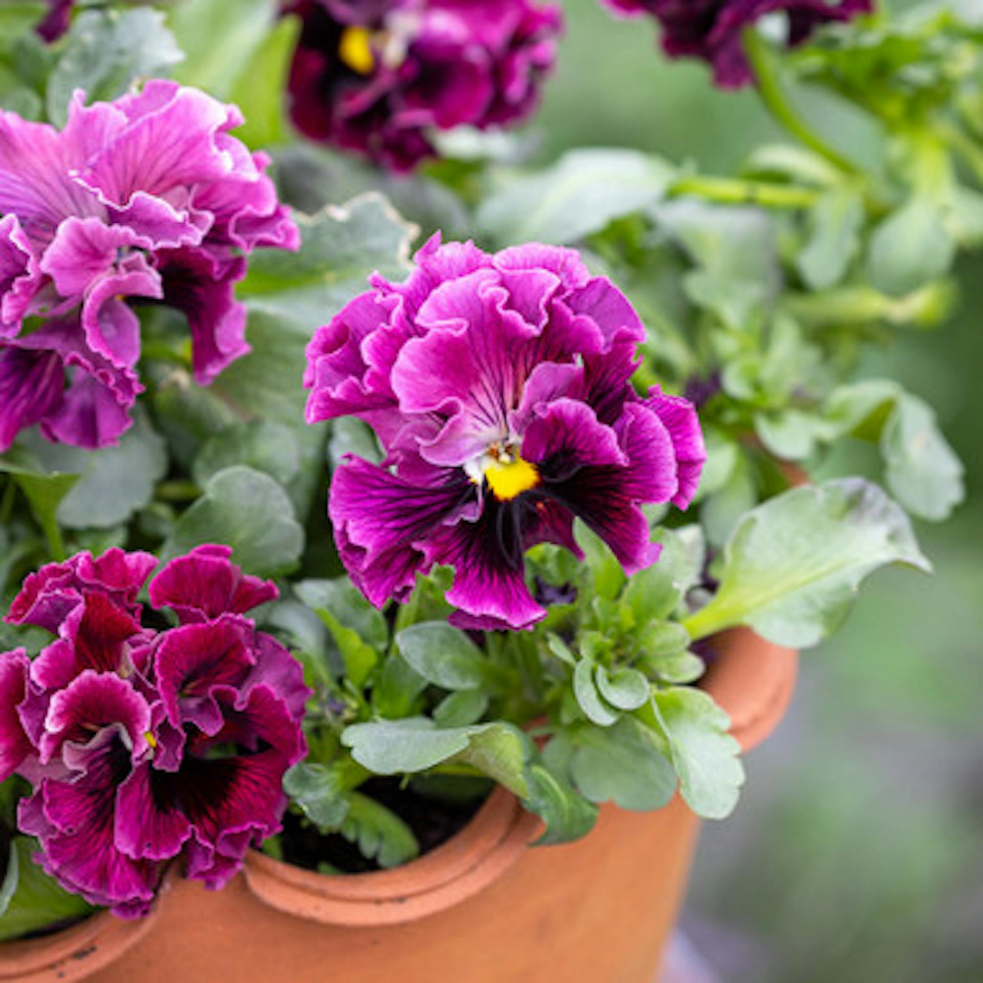 Viola x wittrockiana 'Ruffles Wine'