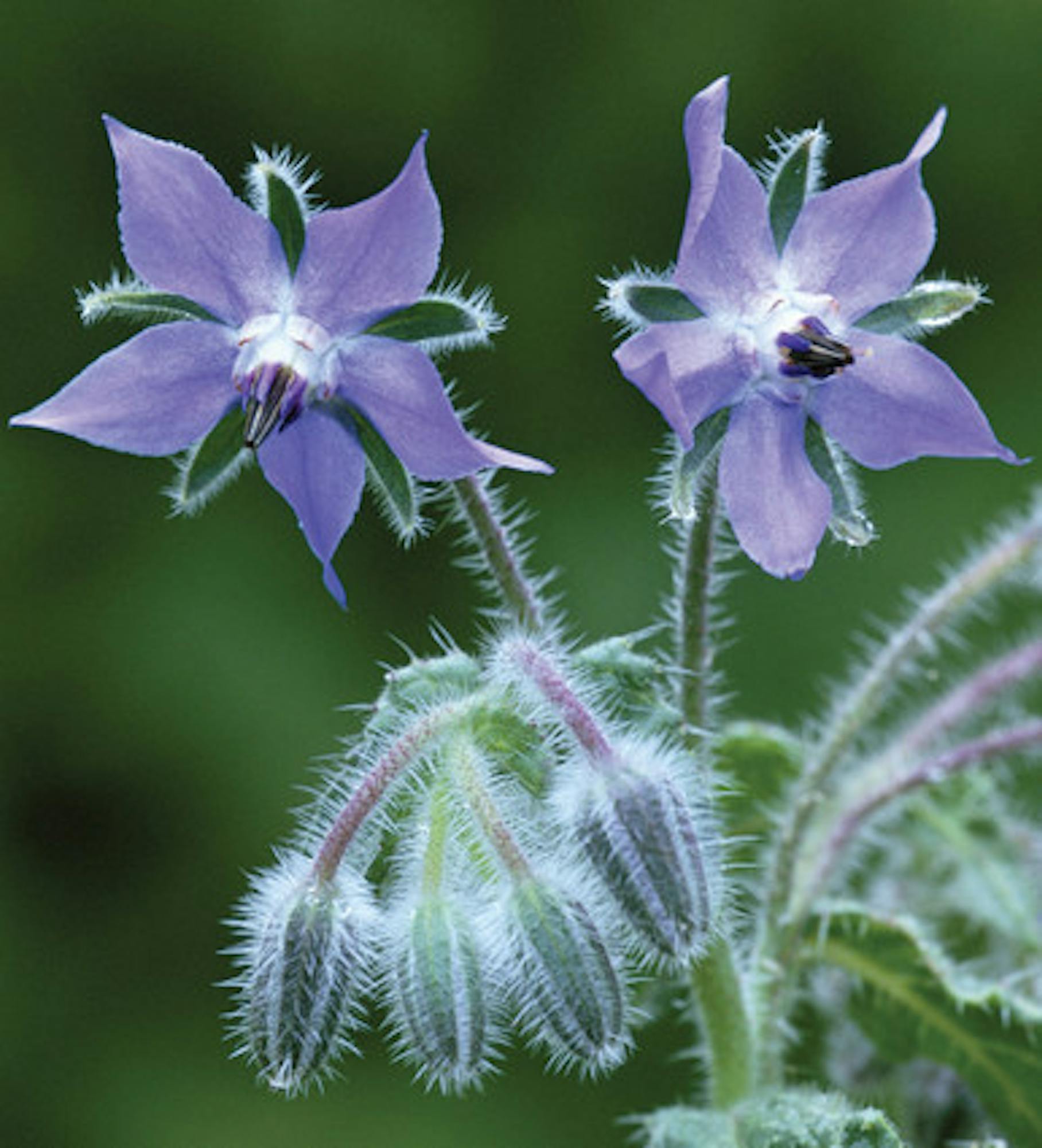 Edible Flower Collection