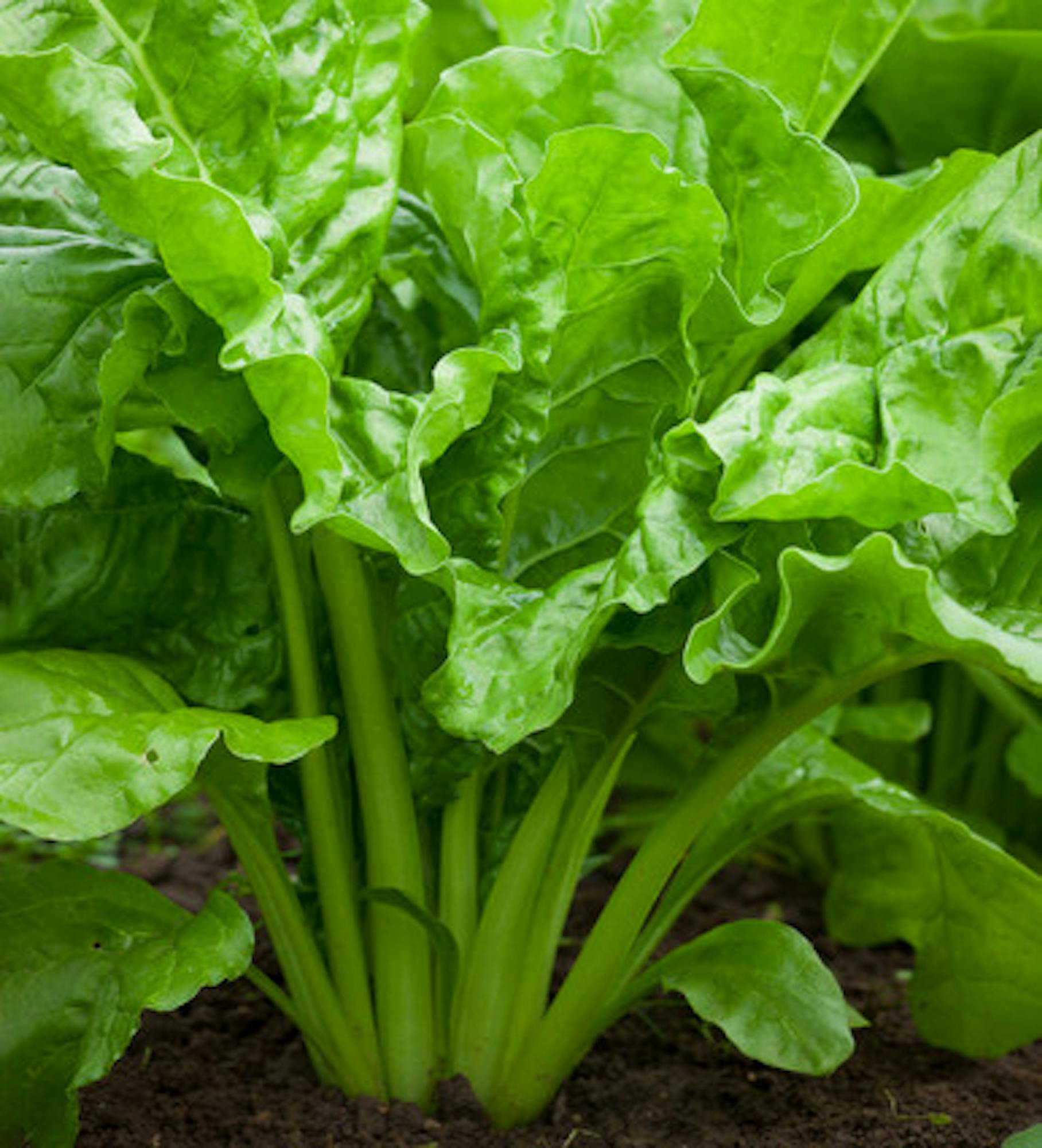 Swiss Chard 'Lucullus'