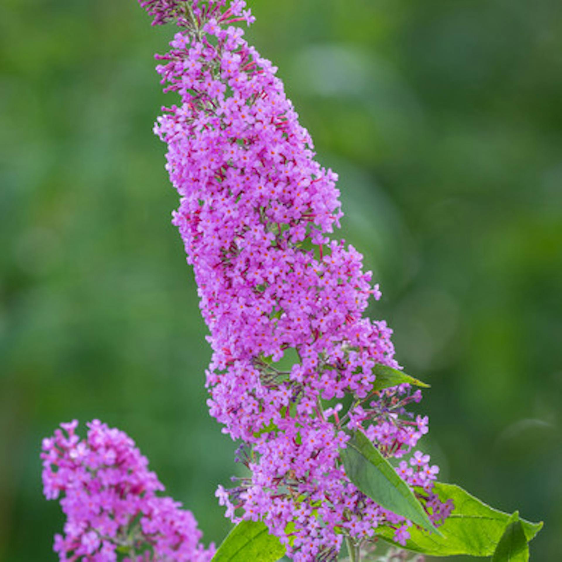 Buddleia 'Pink Delight'