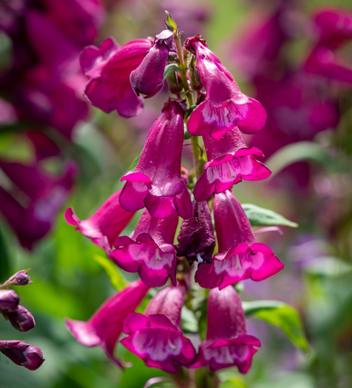 Penstemon hartwegii 'Arabesque Violet' F1