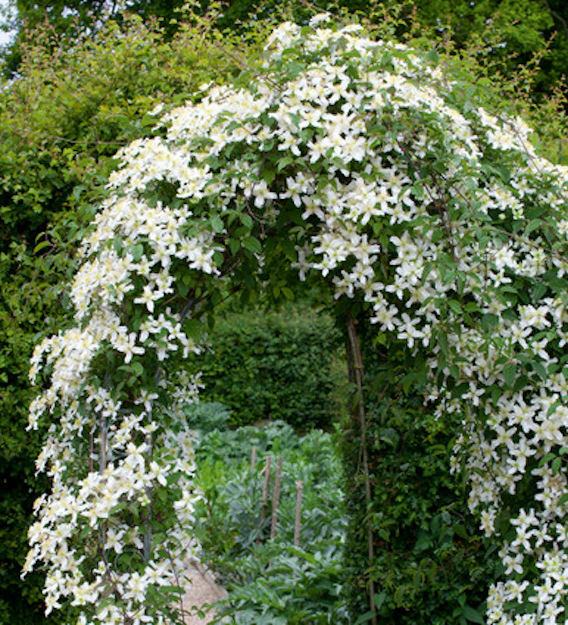 Clematis montana var. wilsonii