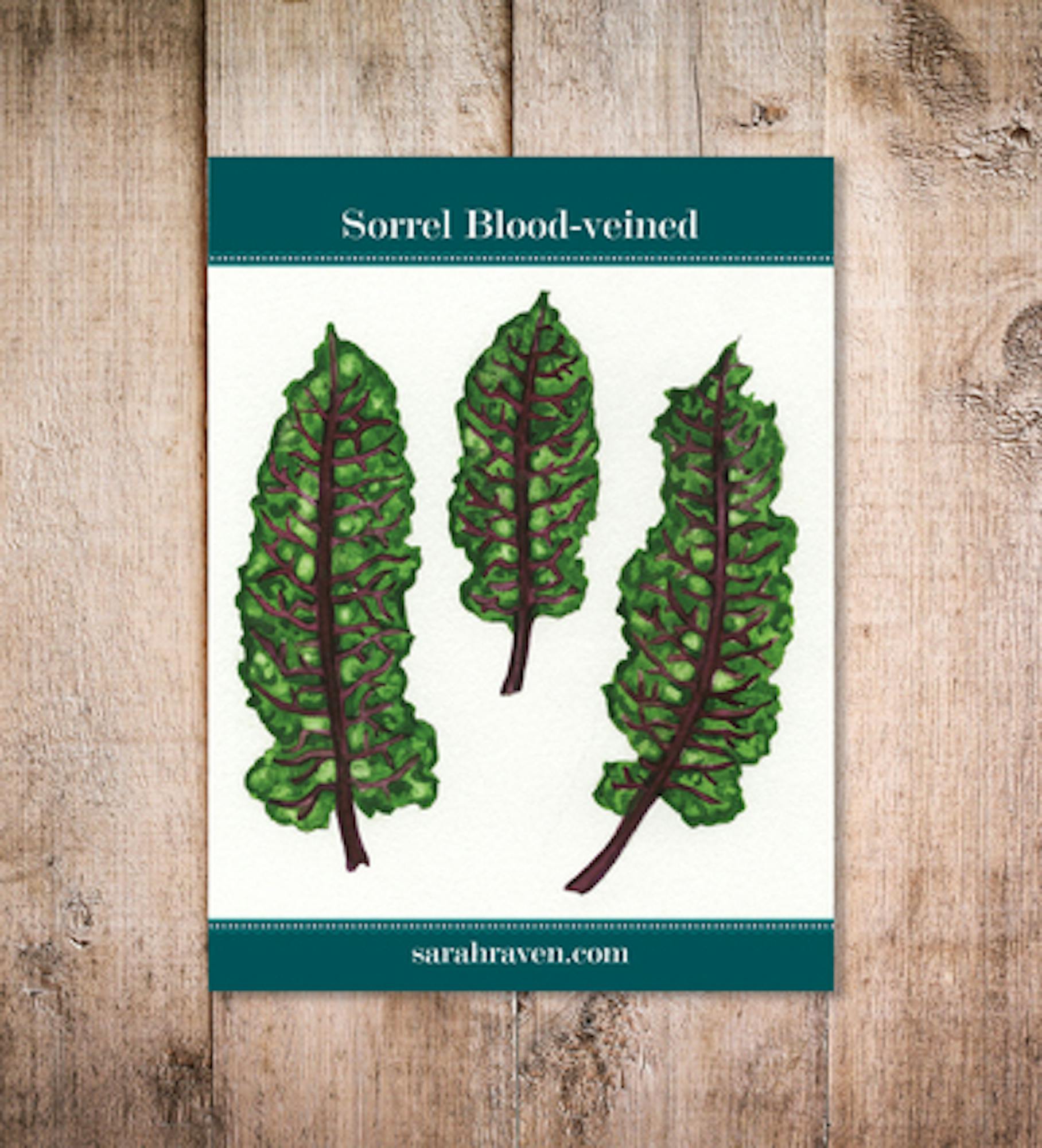 Sorrel Blood-veined