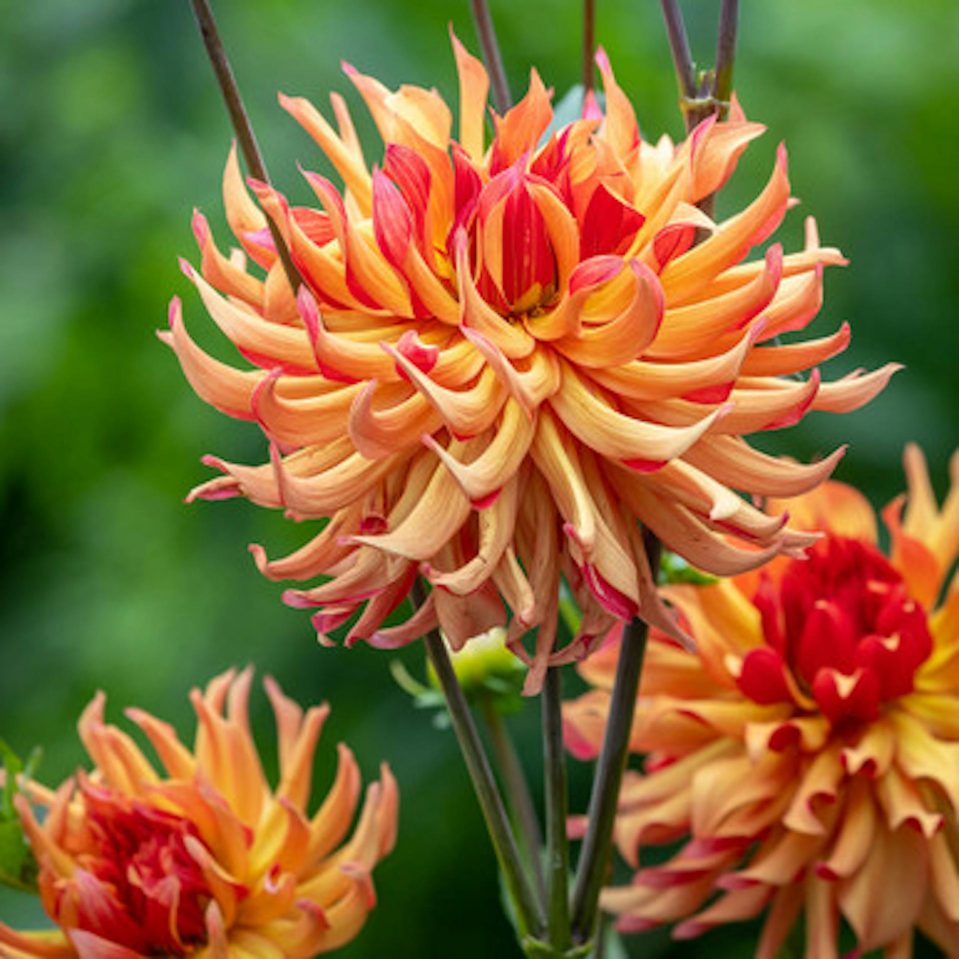 Dahlia 'Erpeler Ley'