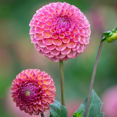 Dahlia 'Caitlin's Joy'