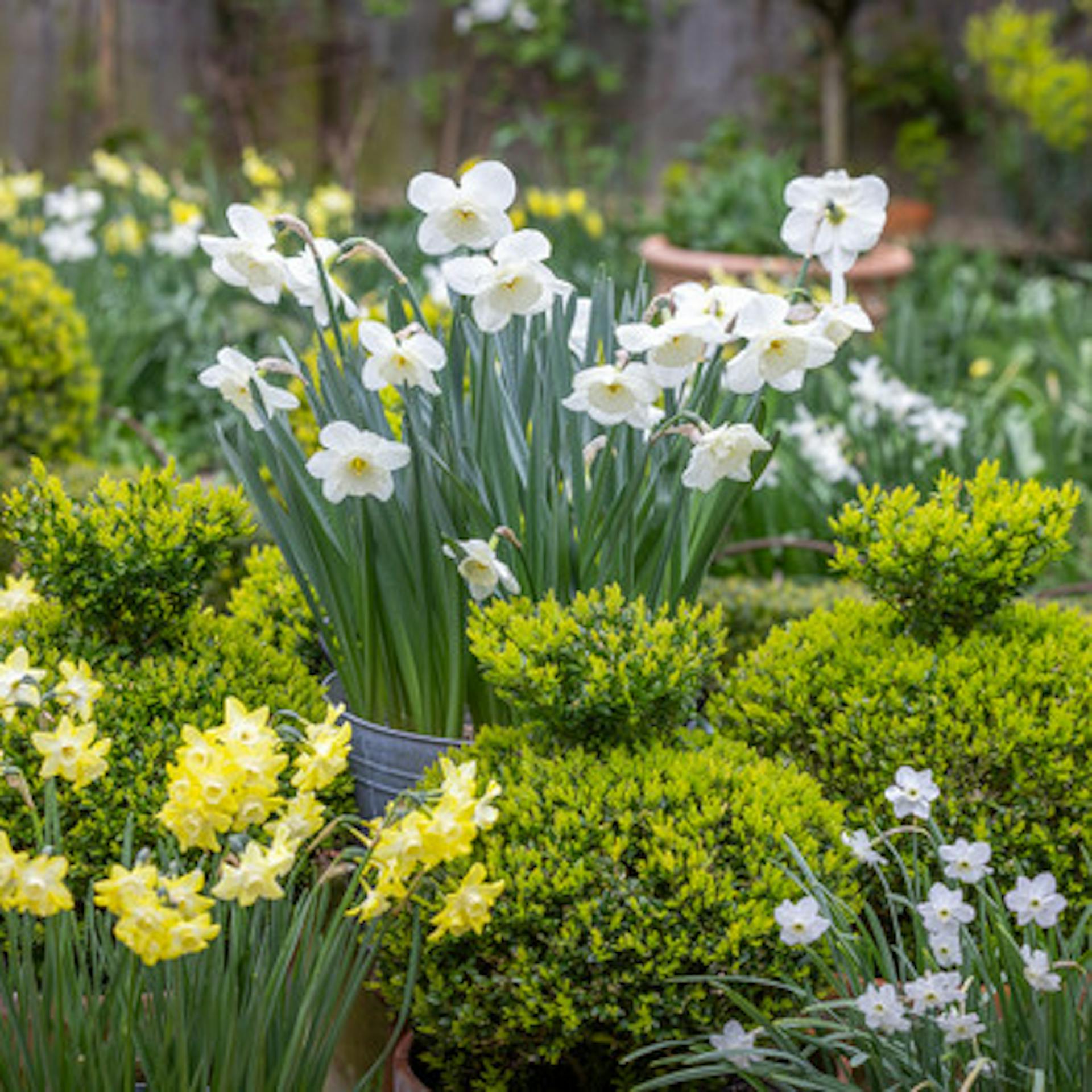 Tom’s Narcissus Collection