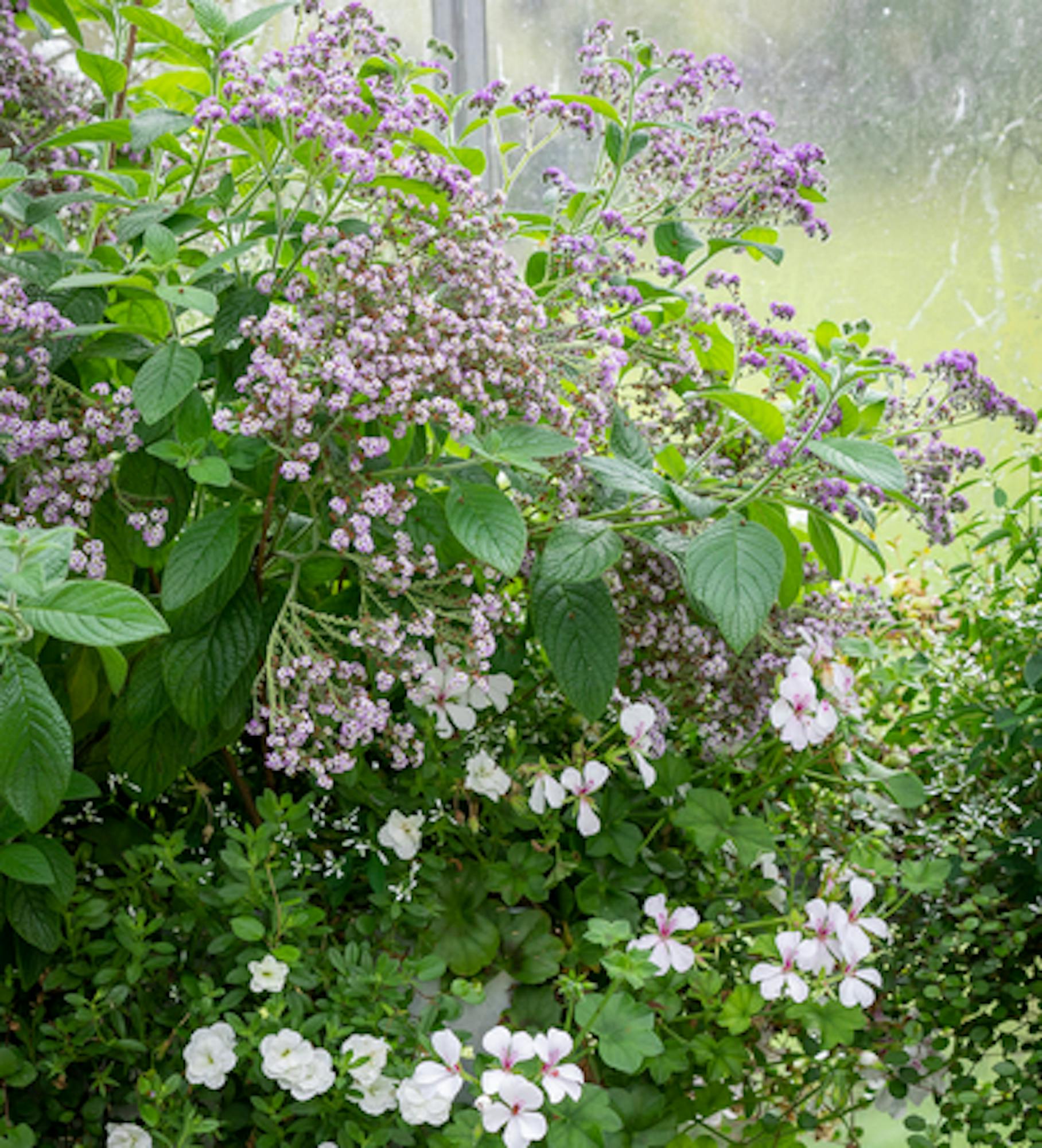 Scented Window Box Collection