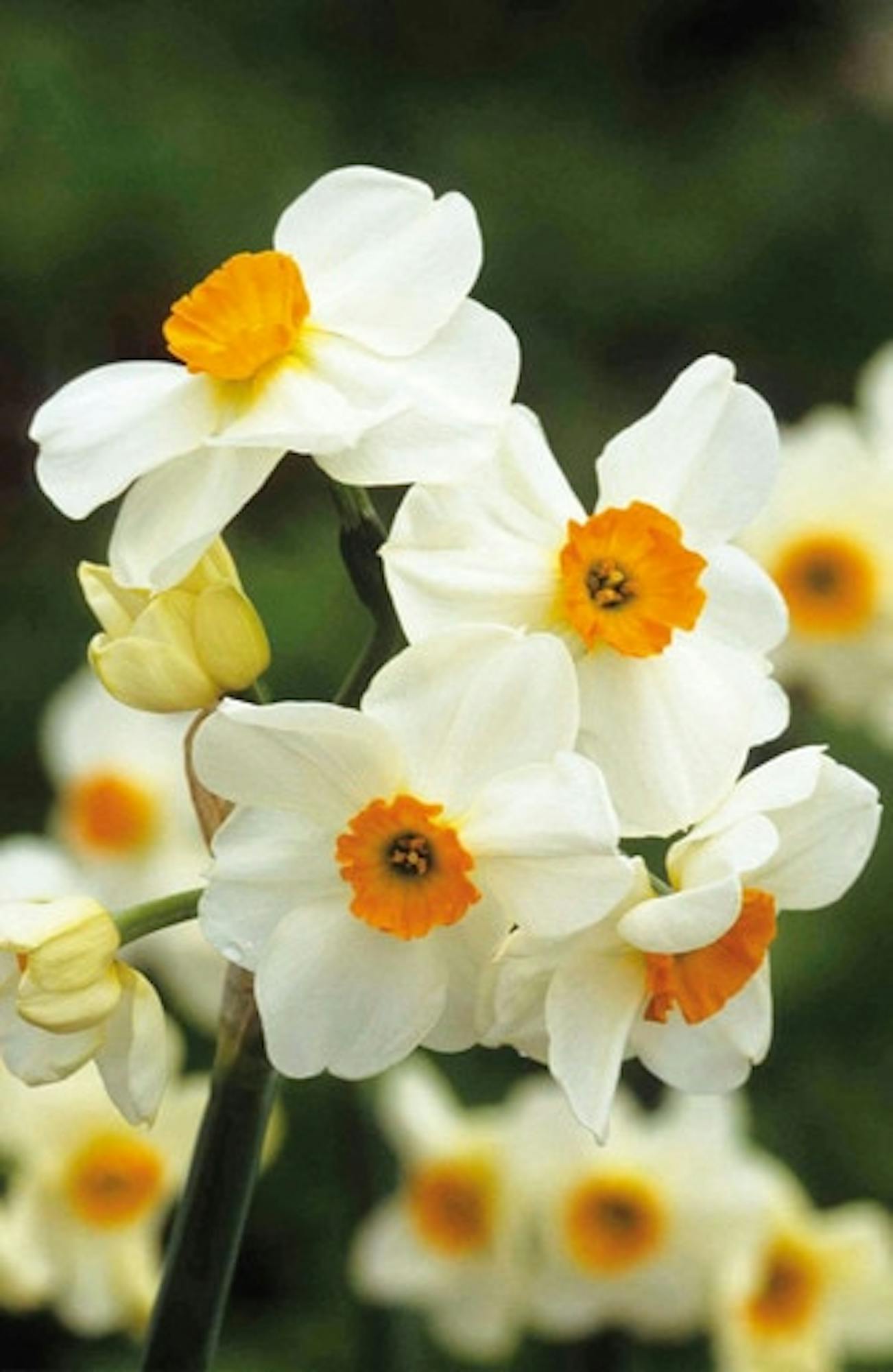 Narcissus 'Geranium'