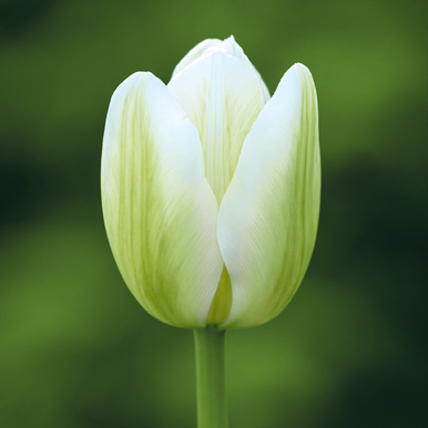 Tulip 'Green Spirit'