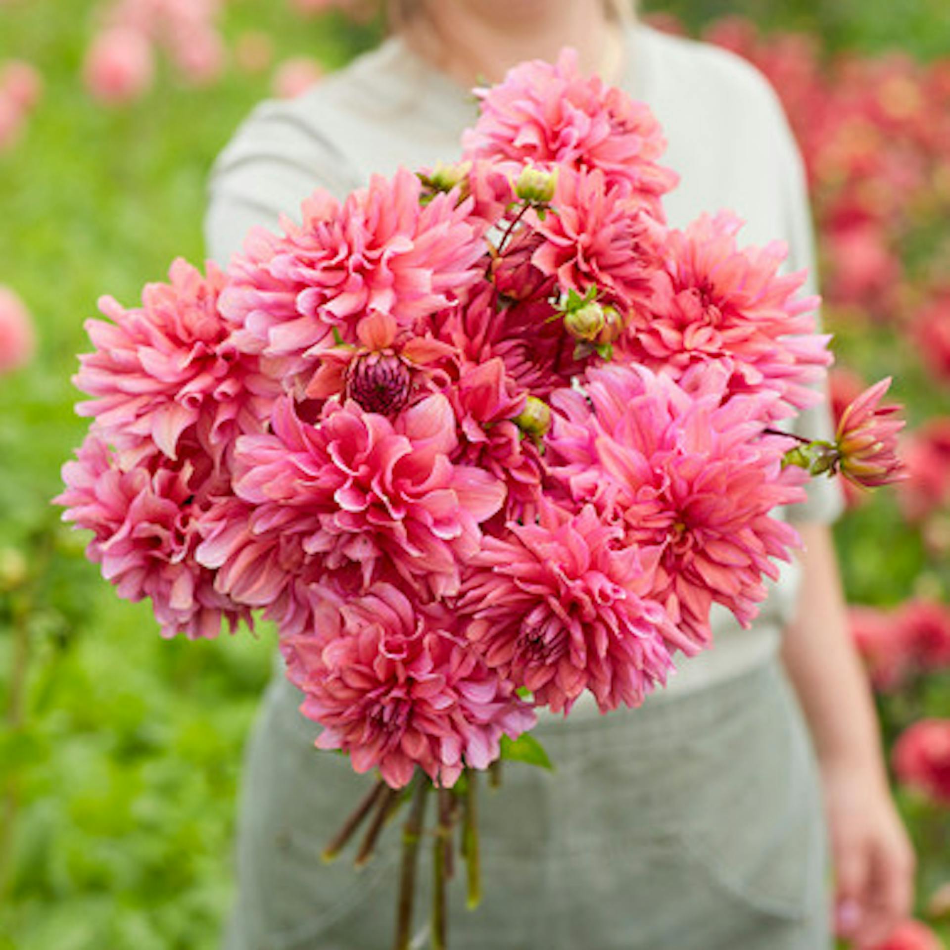 Dahlia 'Klara Zak'