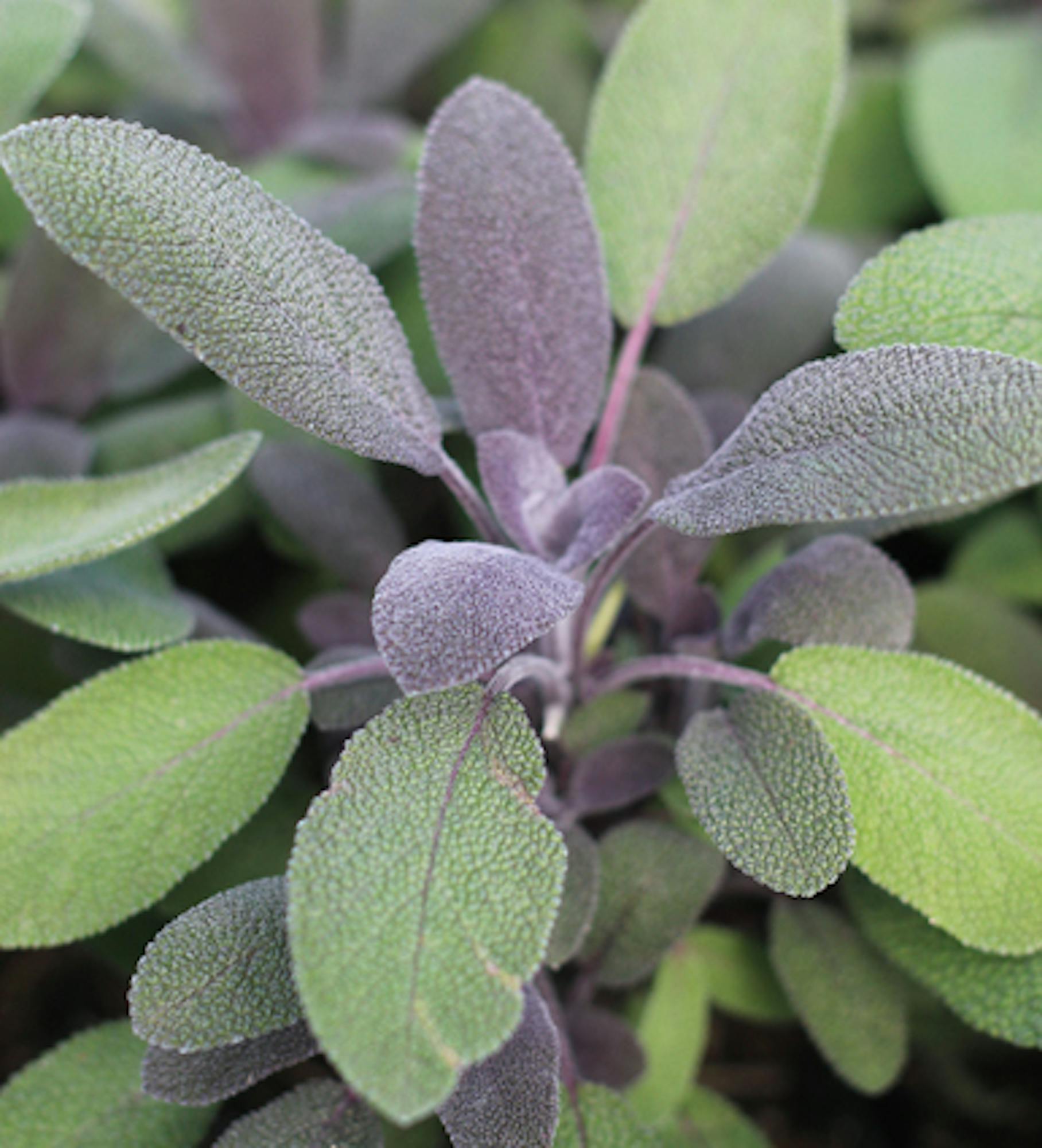 Purple Sage