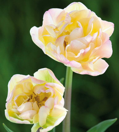 Tulip 'Crème Upstar'