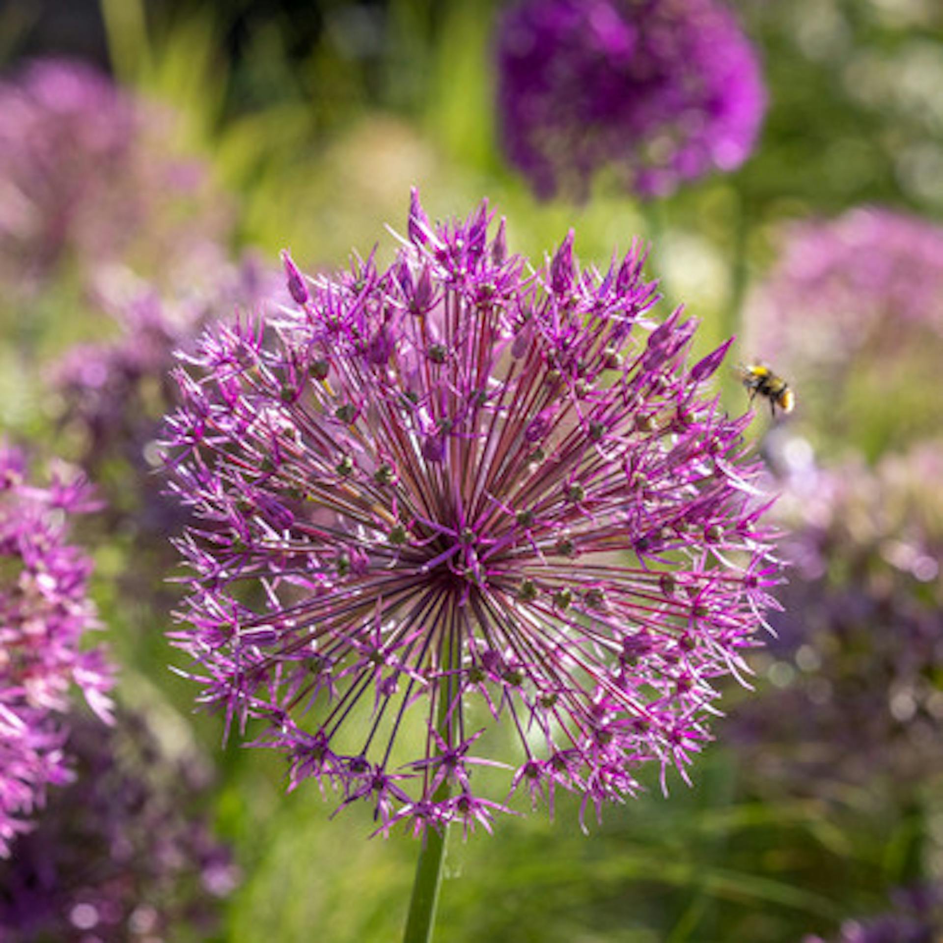 Allium jesdianum 'Purple Rain'