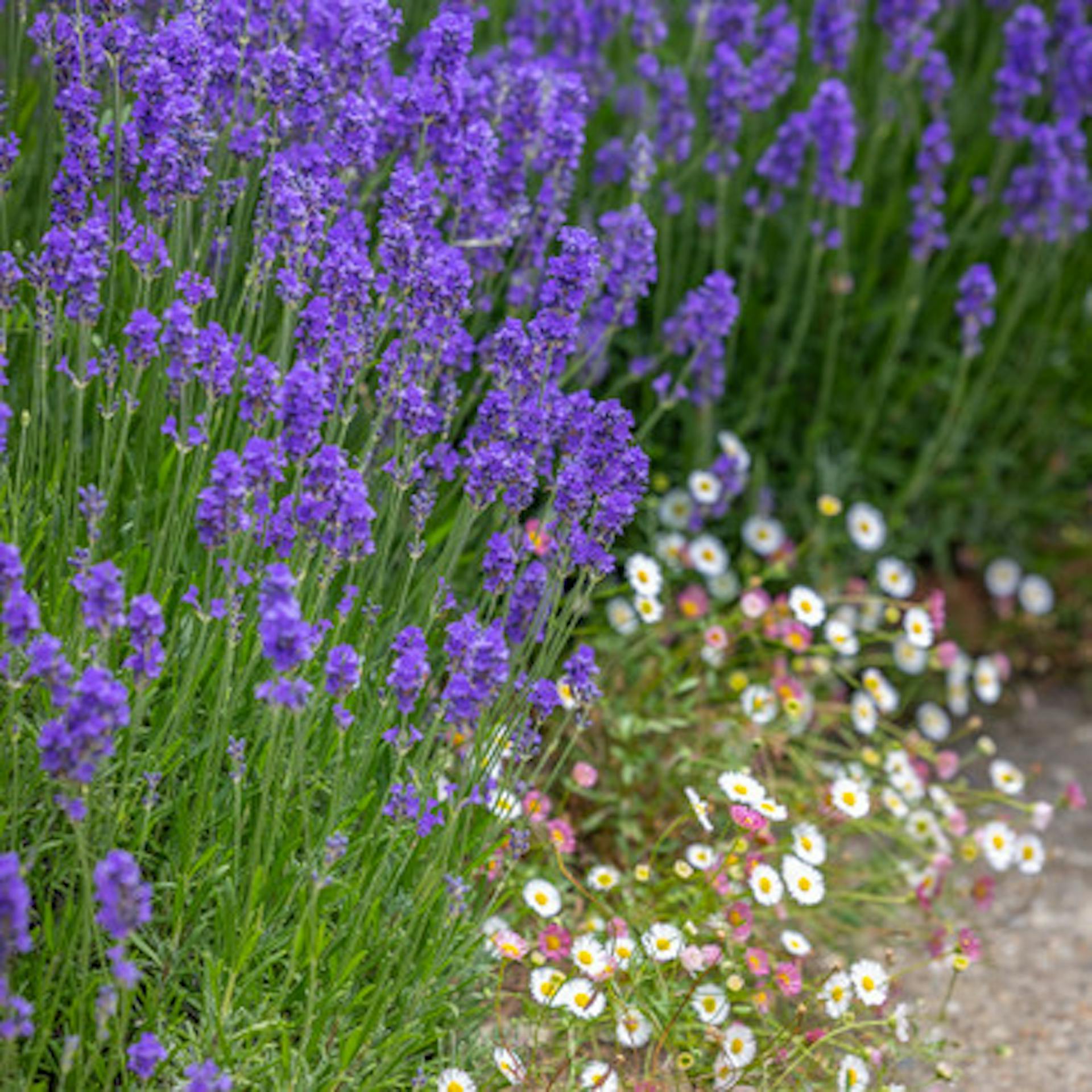 Lavender and Daisies Collection