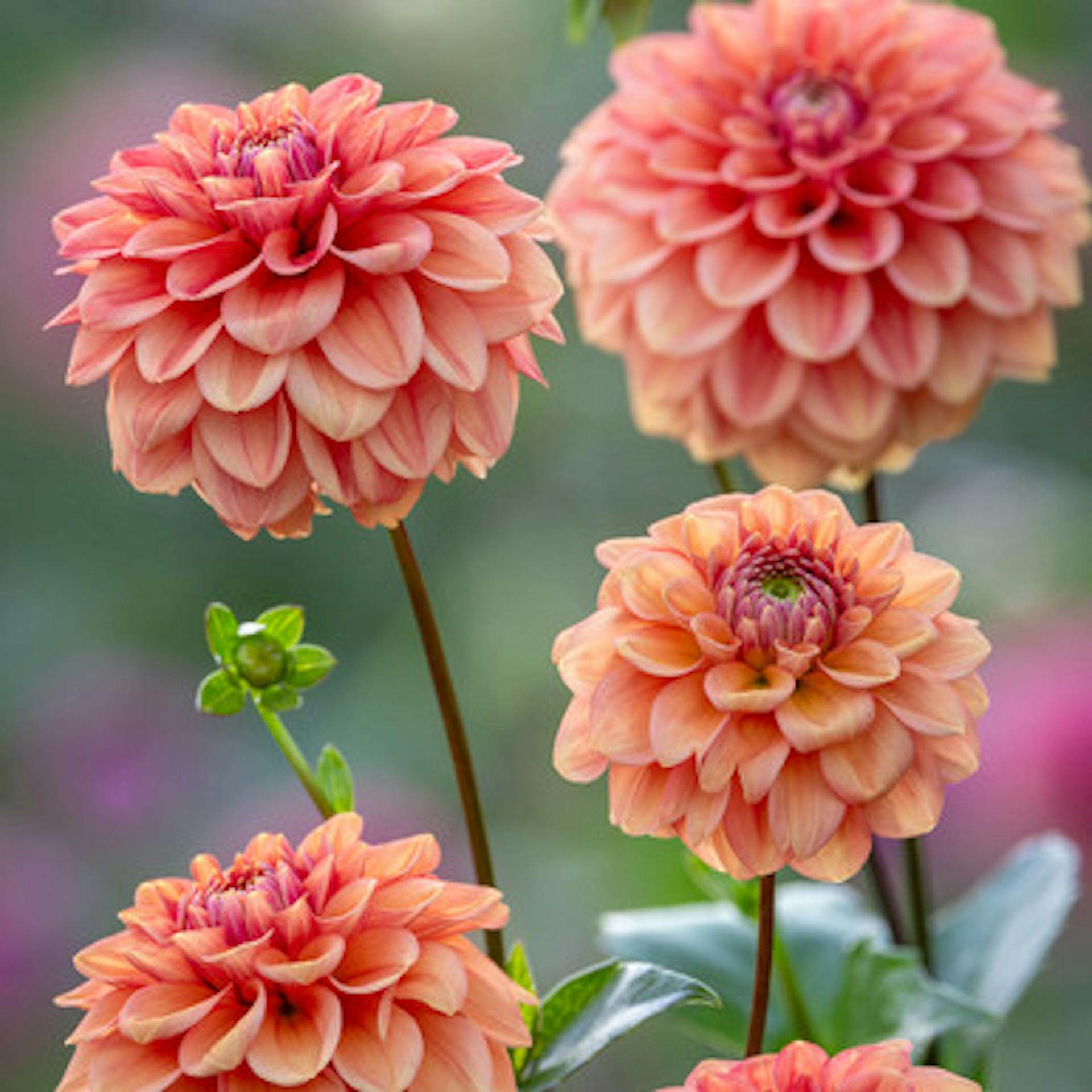 Dahlia 'Iced Tea'