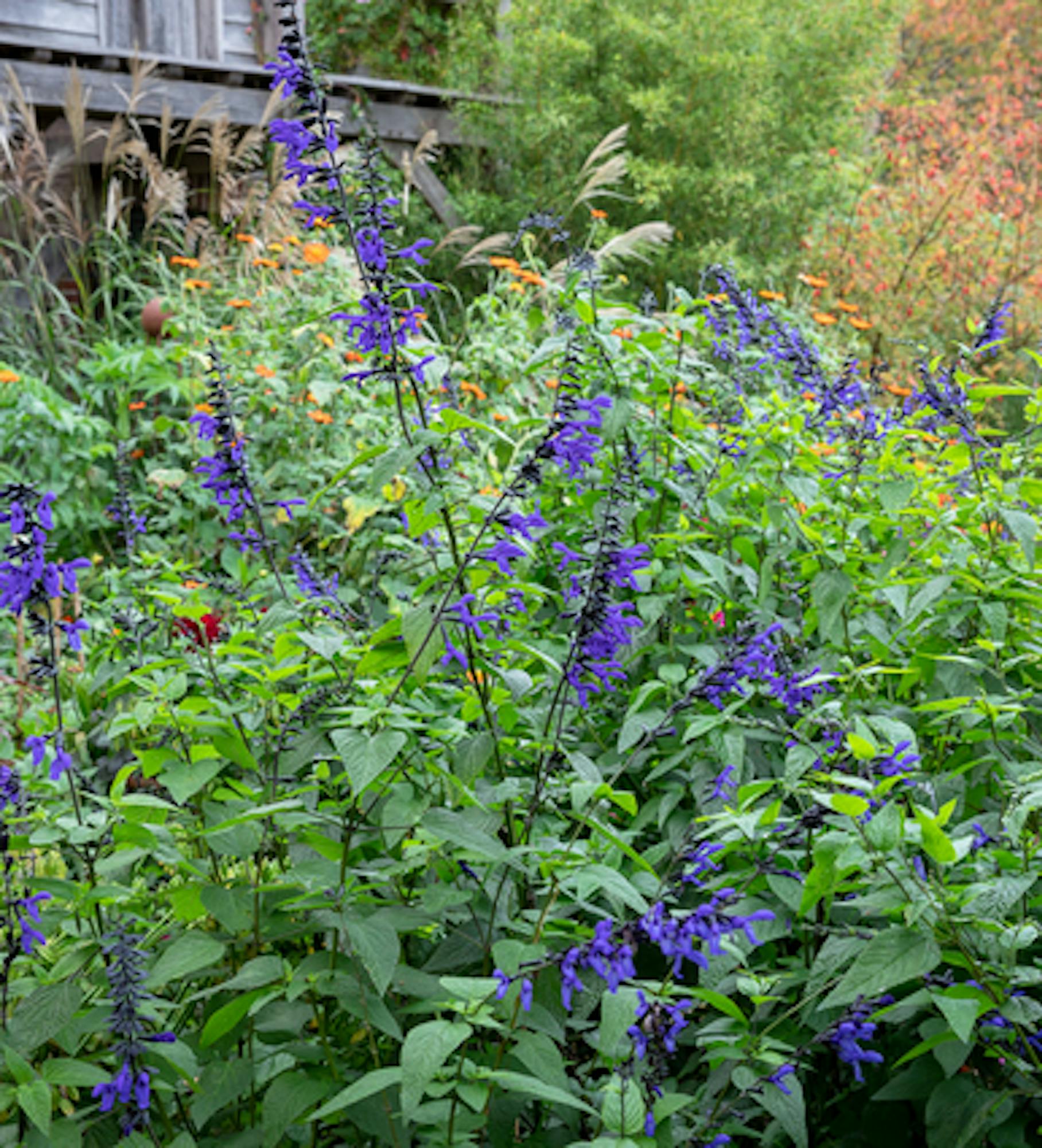 Salvia guaranitica 'Black and Blue'