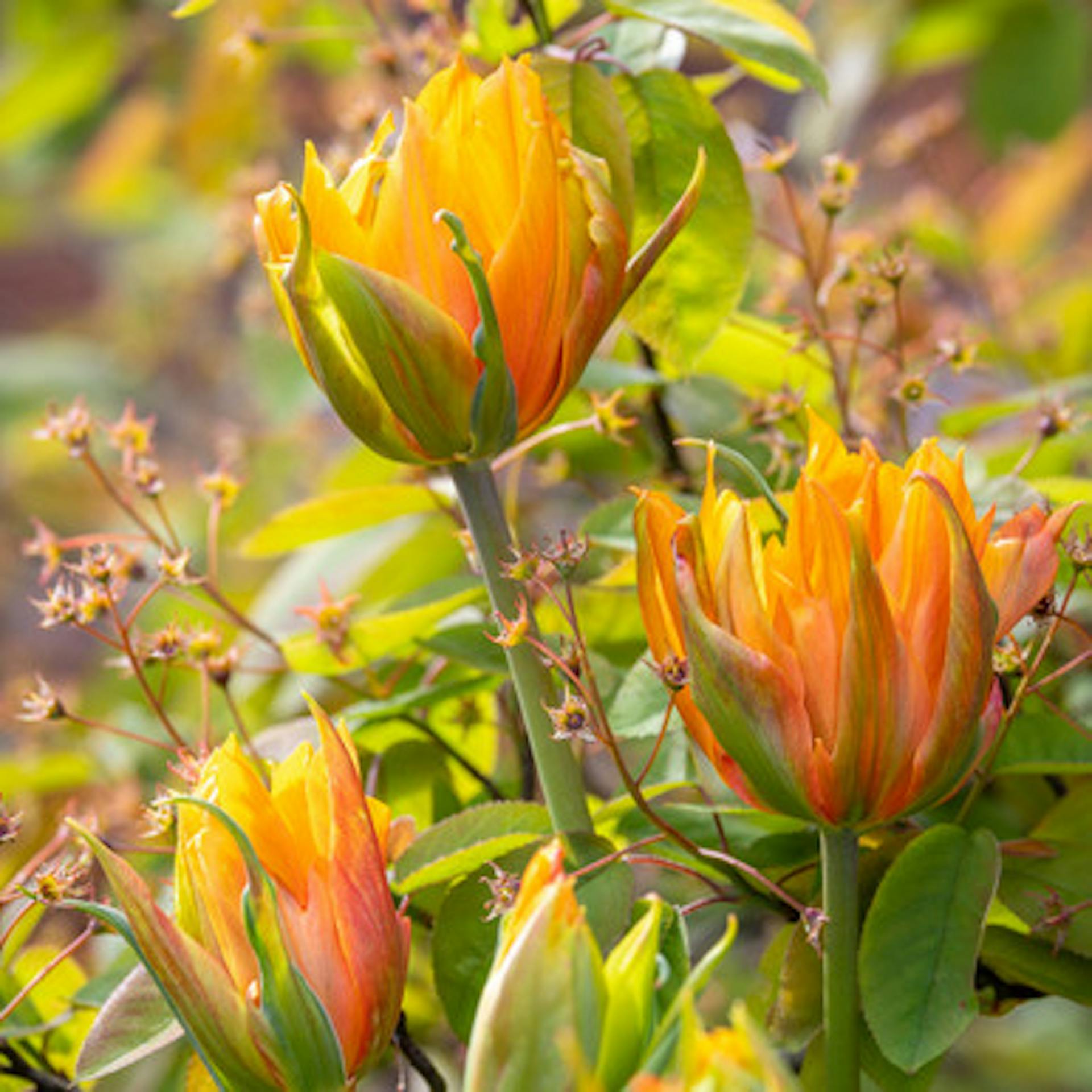 Tulip 'Campbell'