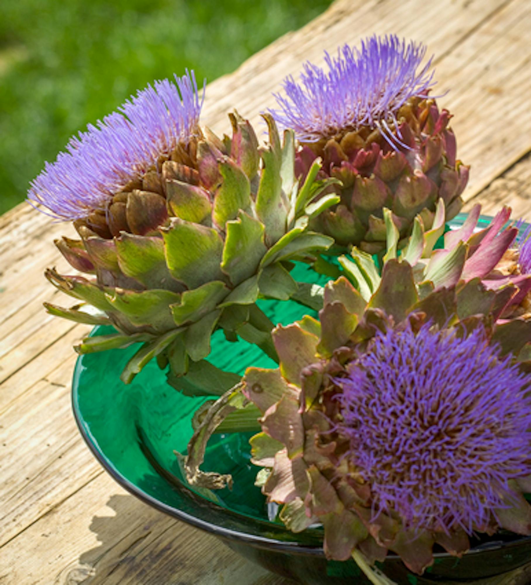 Cynara cardunculus (Cardoon)