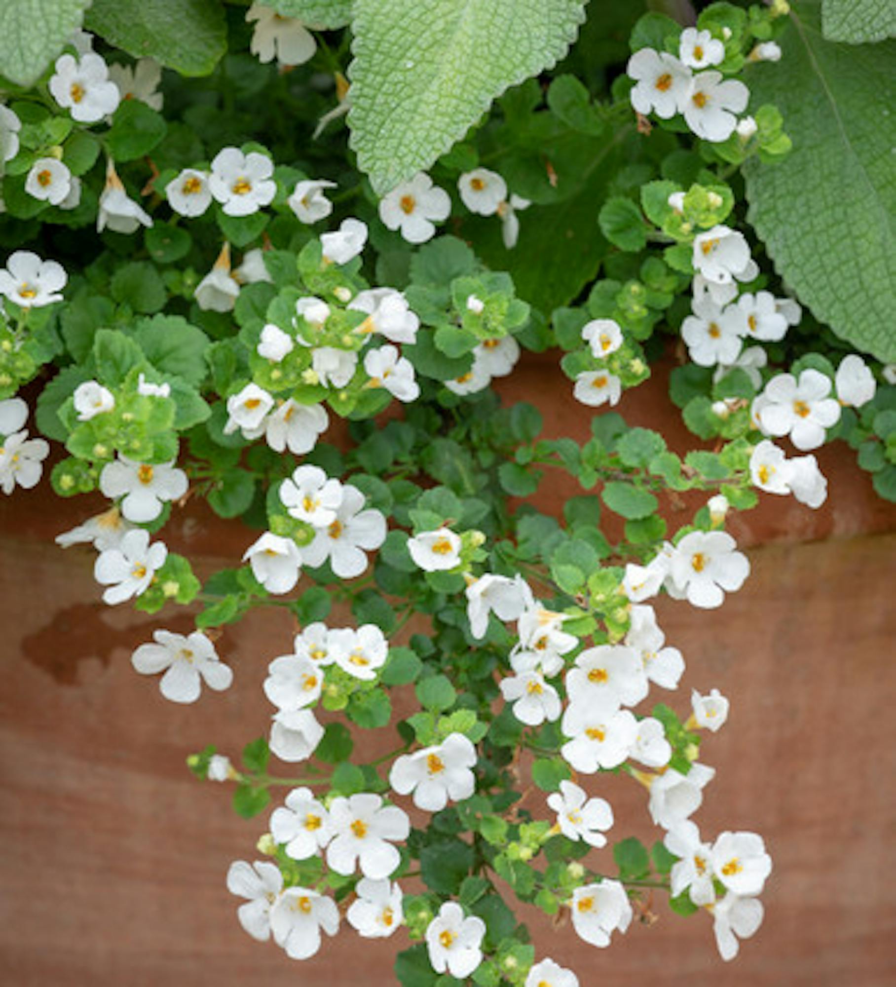 Sutera grandiflora 'Snowflake' (Bacopa)