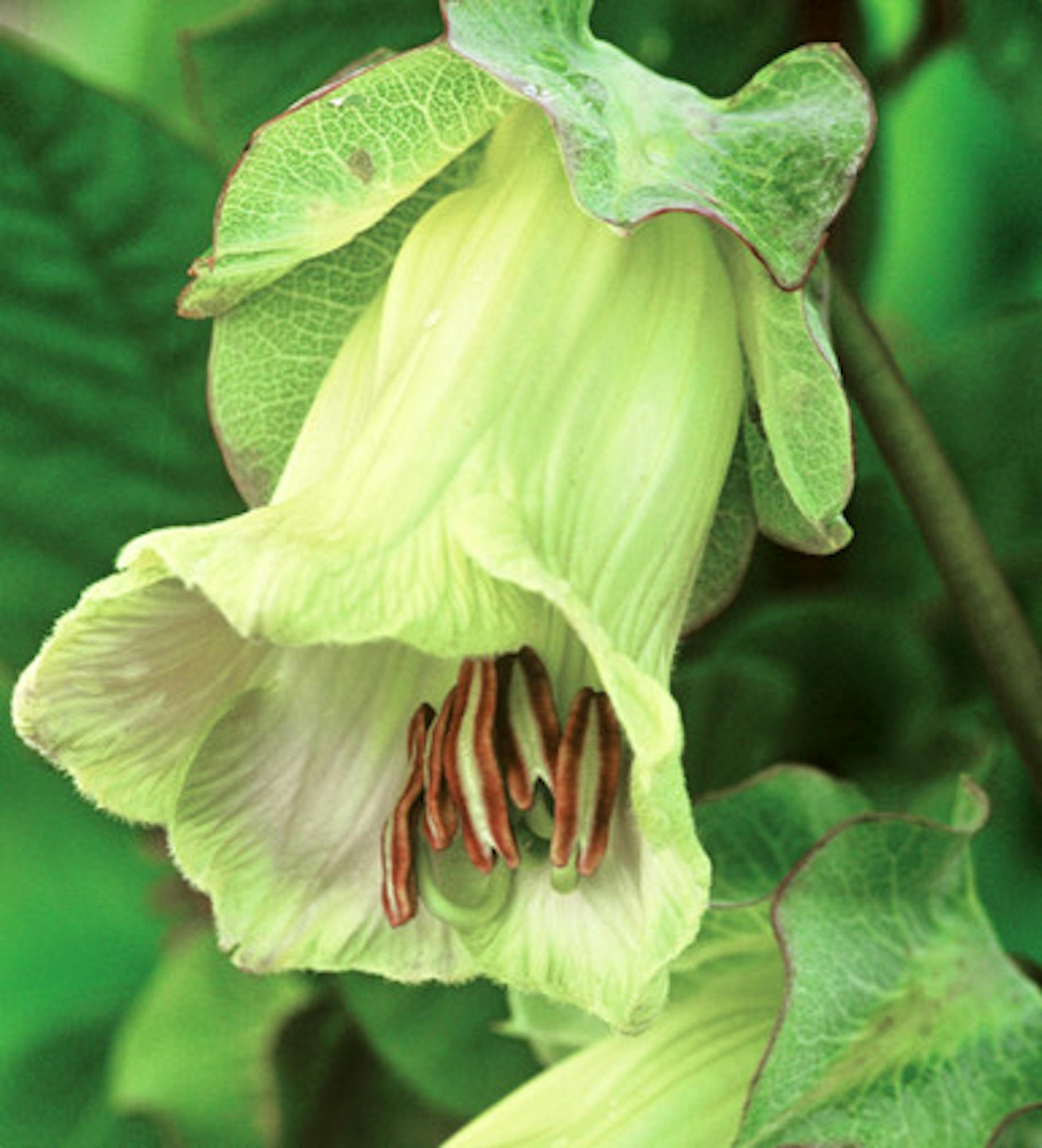 Cobaea scandens f. alba