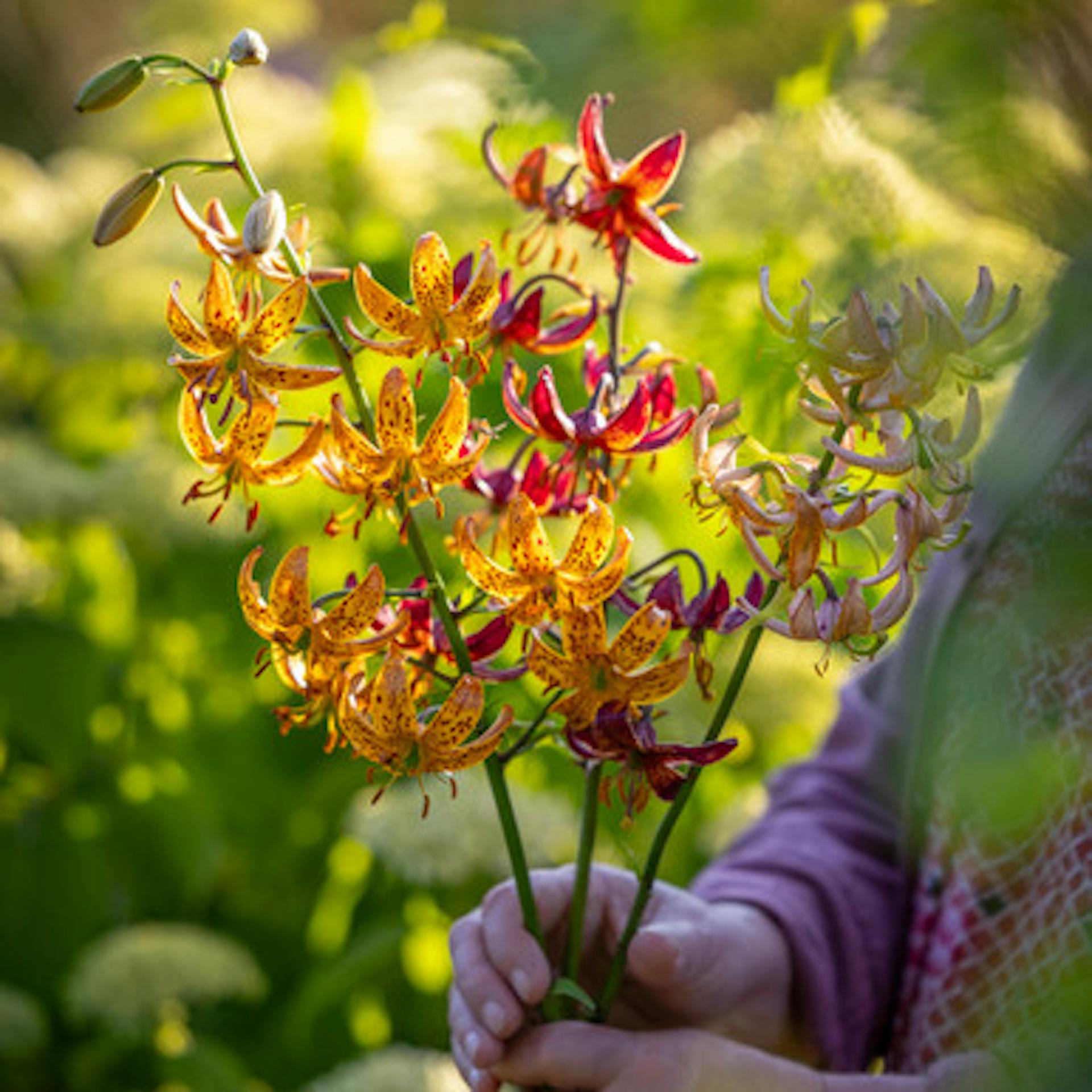 Martagon Lily Collection