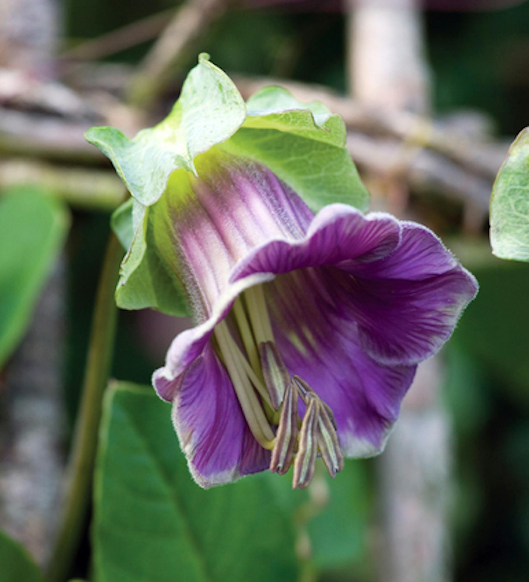 Cobaea scandens