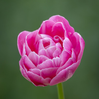 Tulip 'Vogue'