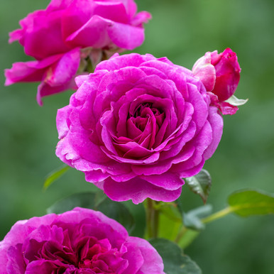 Rosa 'Timeless Purple' (Hybrid Tea)