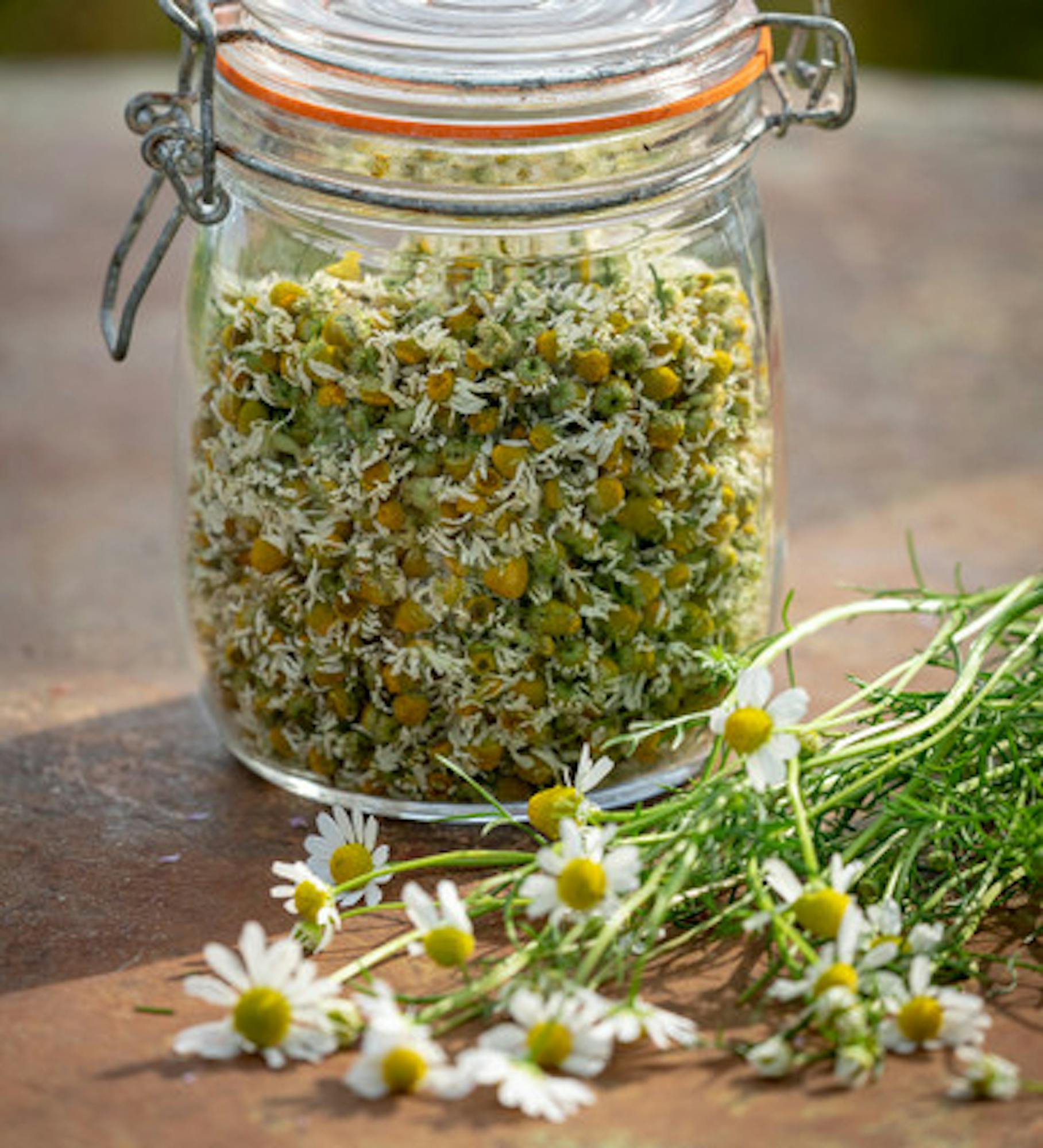 Roman Chamomile