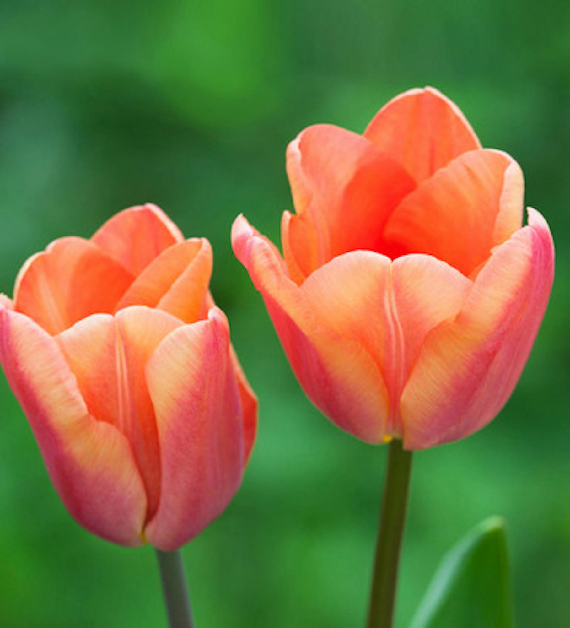 Tulip 'Apricot Foxx'