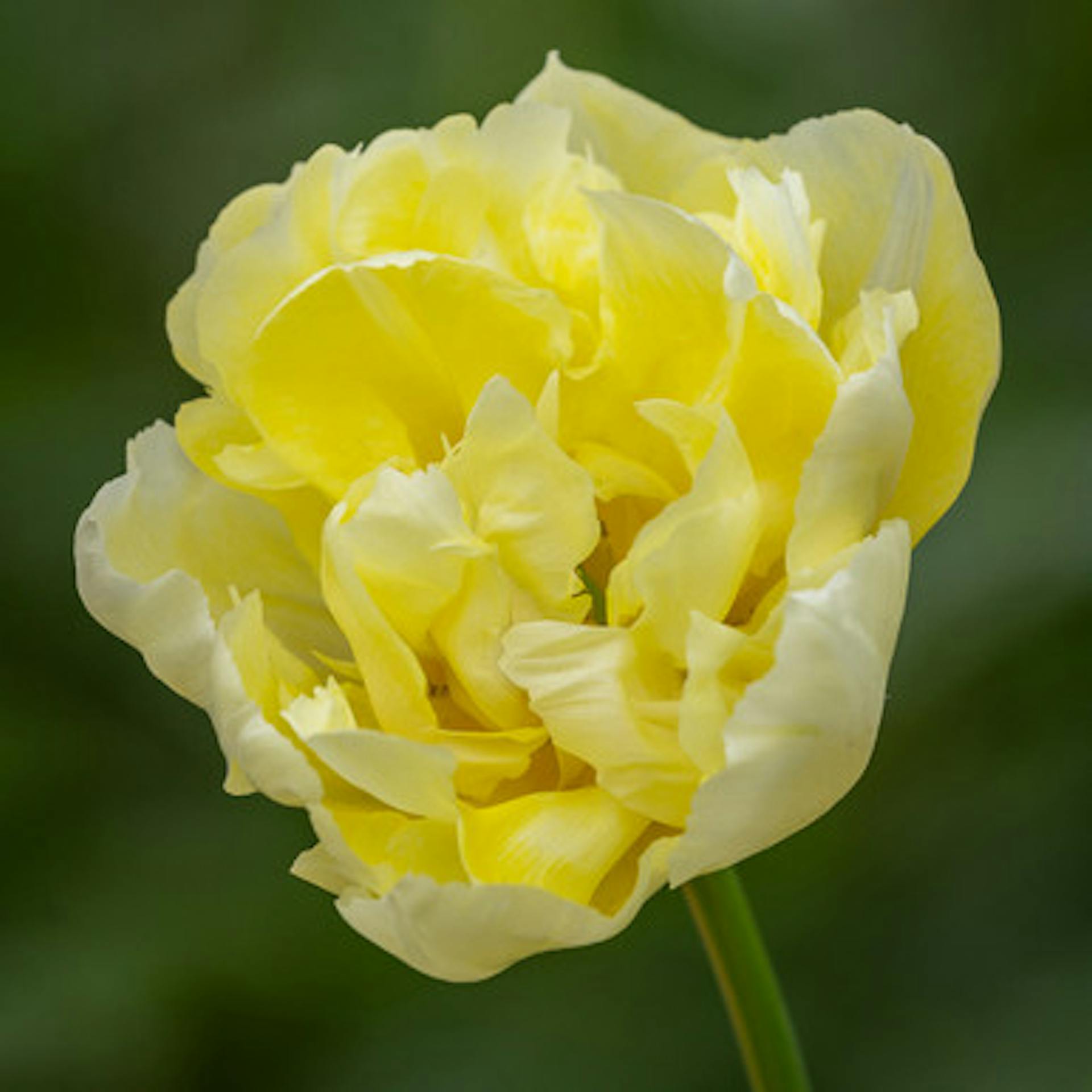 Tulip 'Verona'