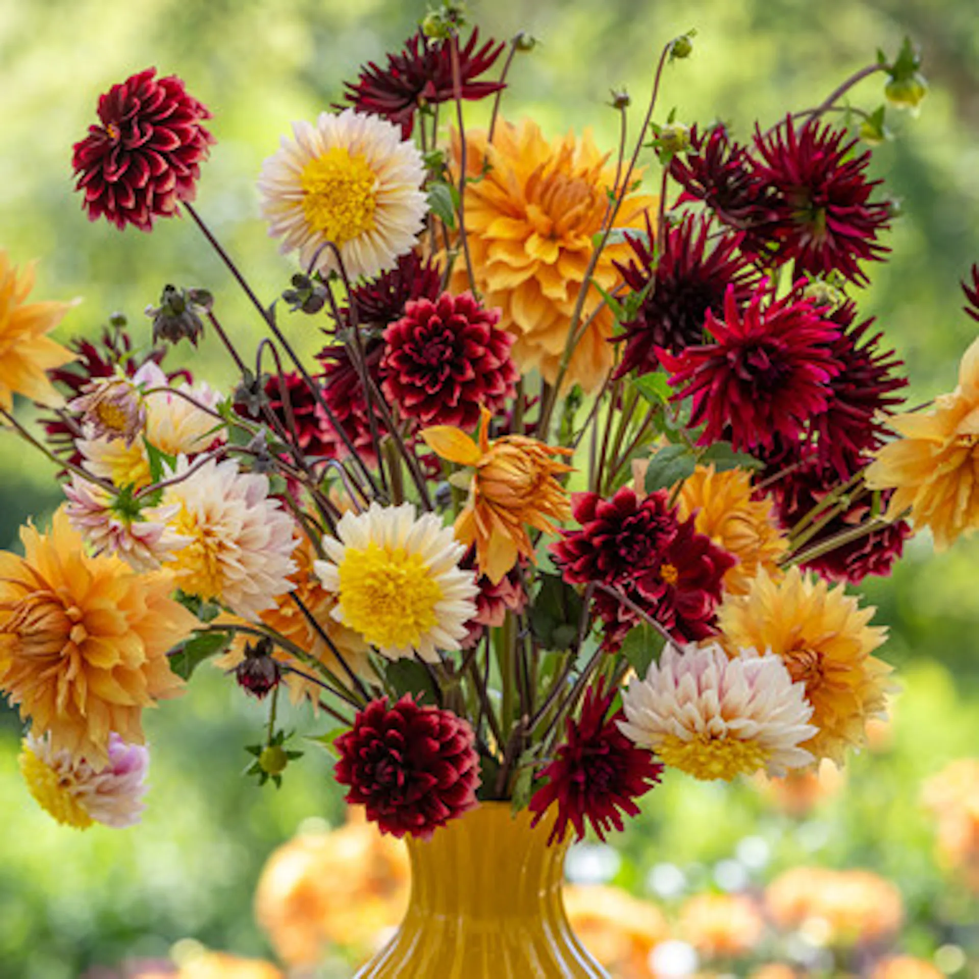 Frida Kahlo Dahlia Collection