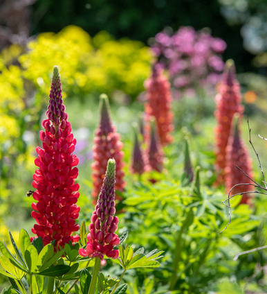 Lupinus 'Terracotta'