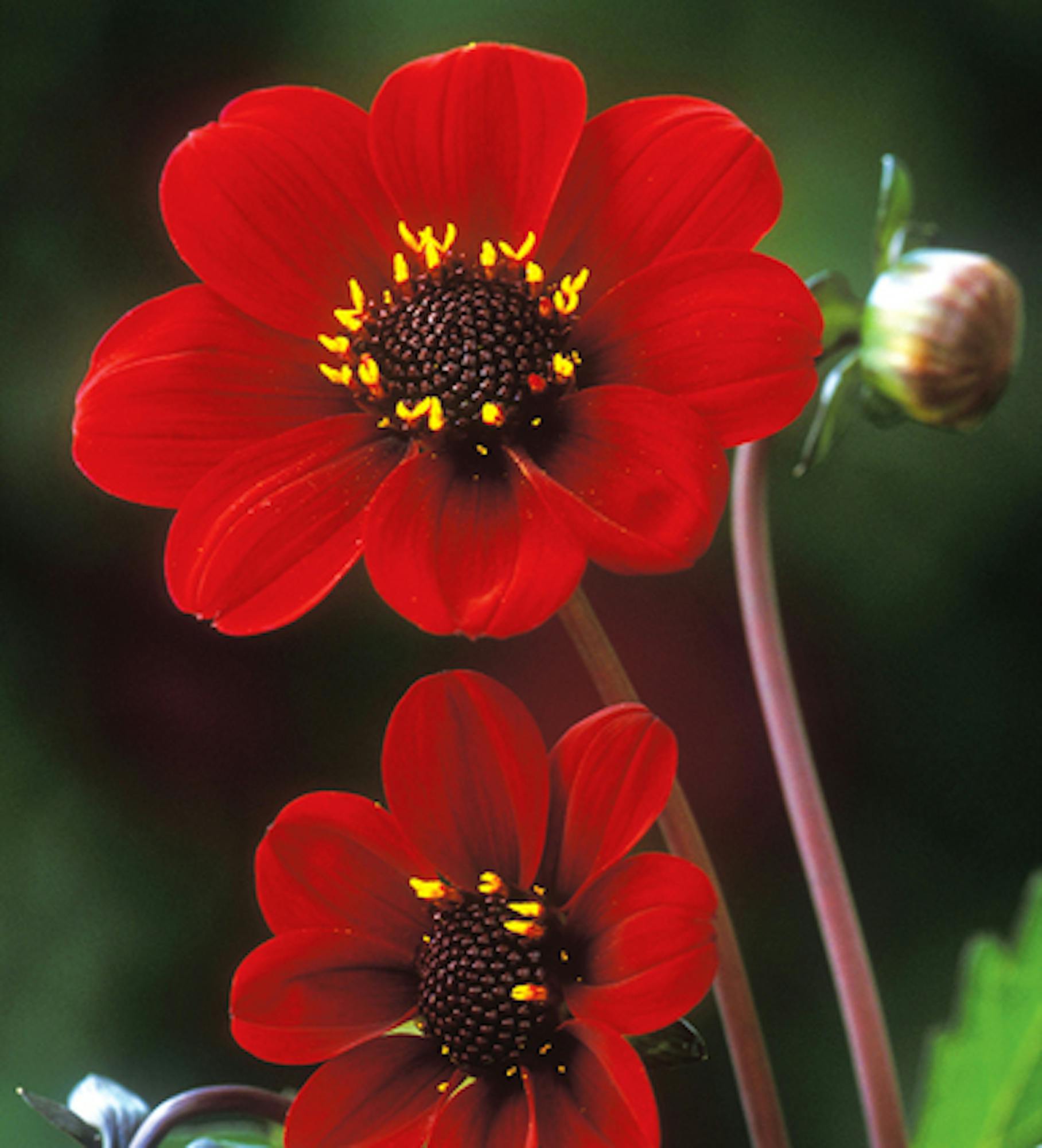 Dahlia 'Bishop of Auckland'