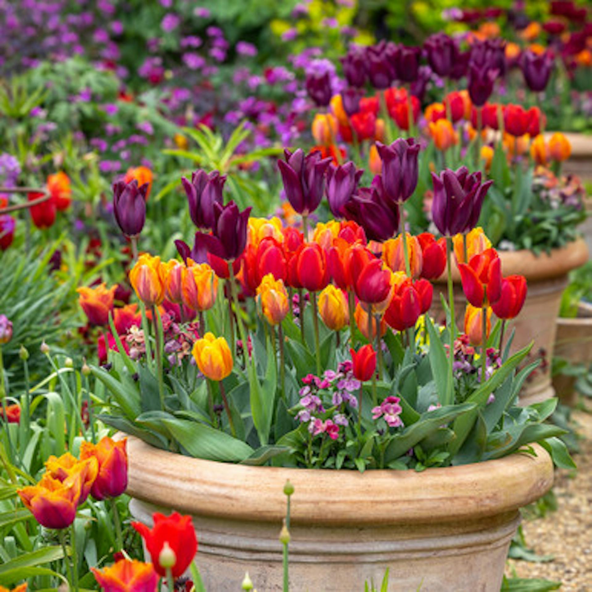 Venetian Tulip Collection