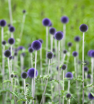 Echinops ritro 'Veitch's Blue'