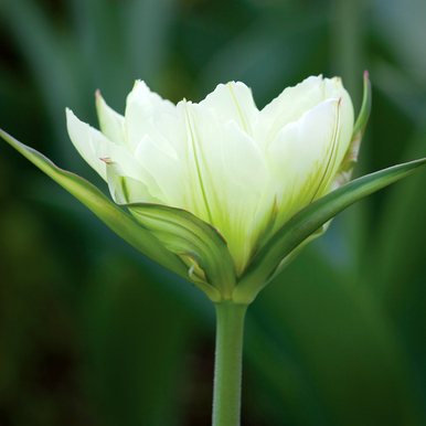 Tulip 'White Valley'