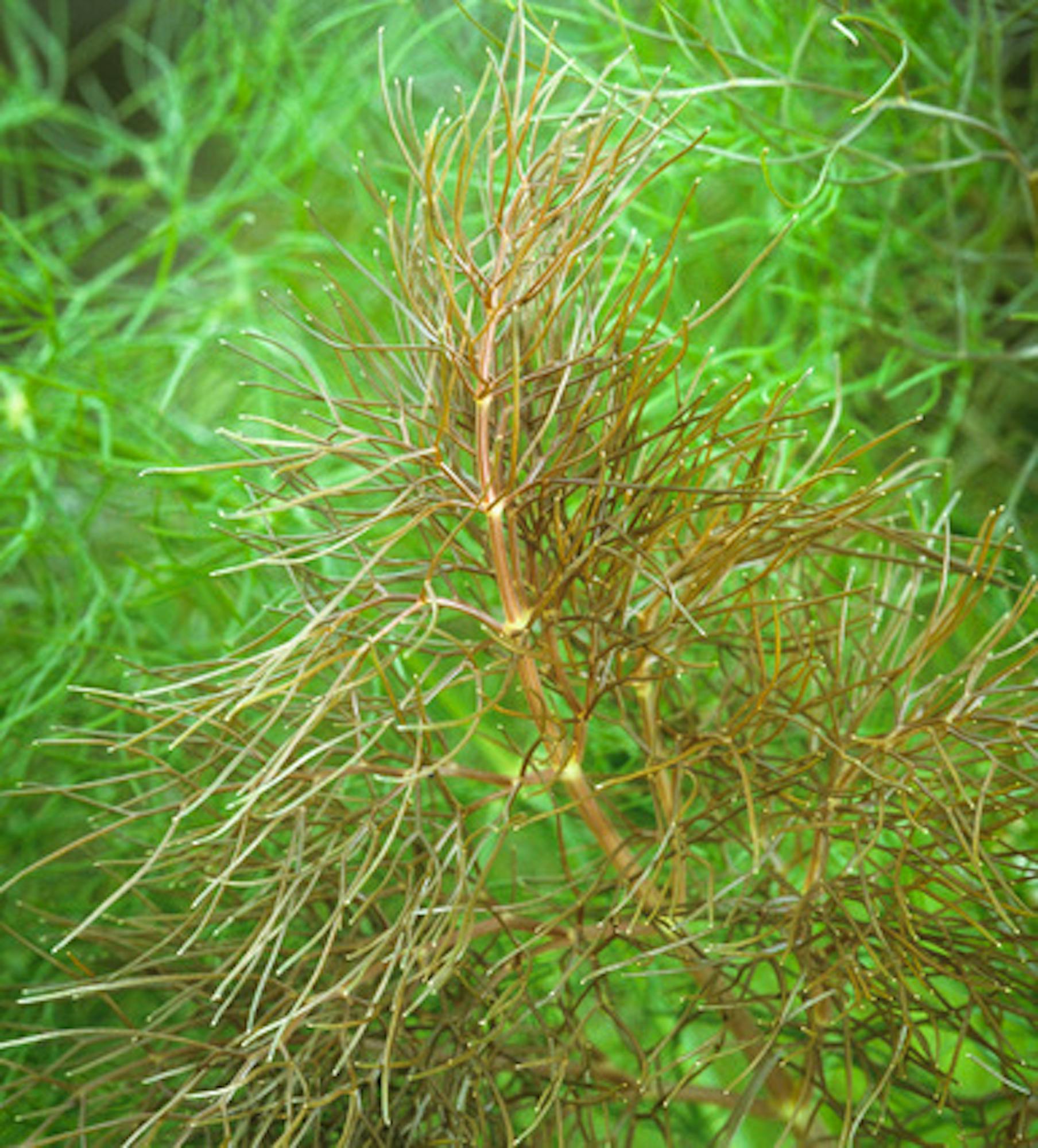 Foeniculum vulgare 'Purpureum' (Bronze Fennel)